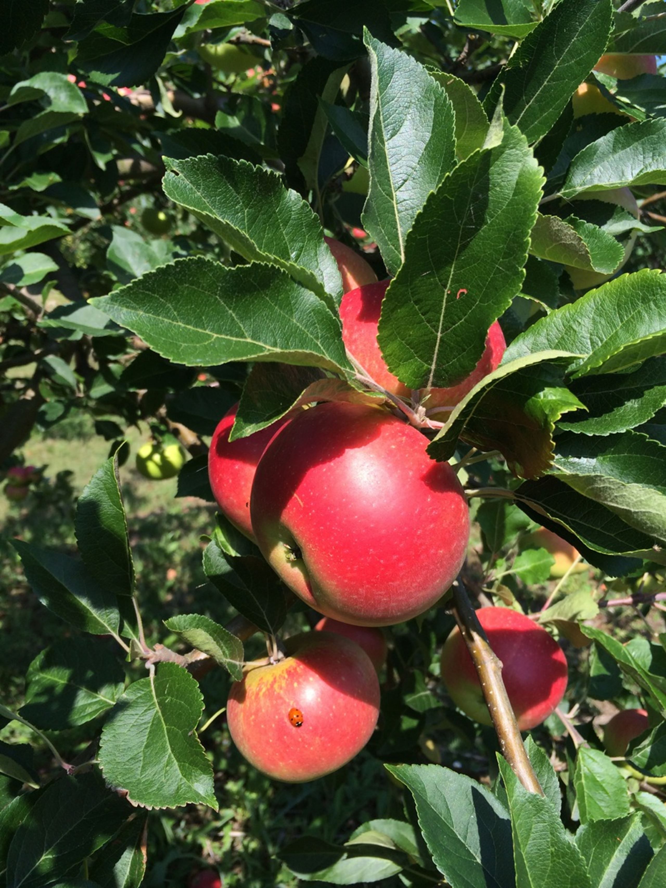 Fire gode råd til, hvordan du bedst opbevarer dine æbler for længst mulig holdbarhed