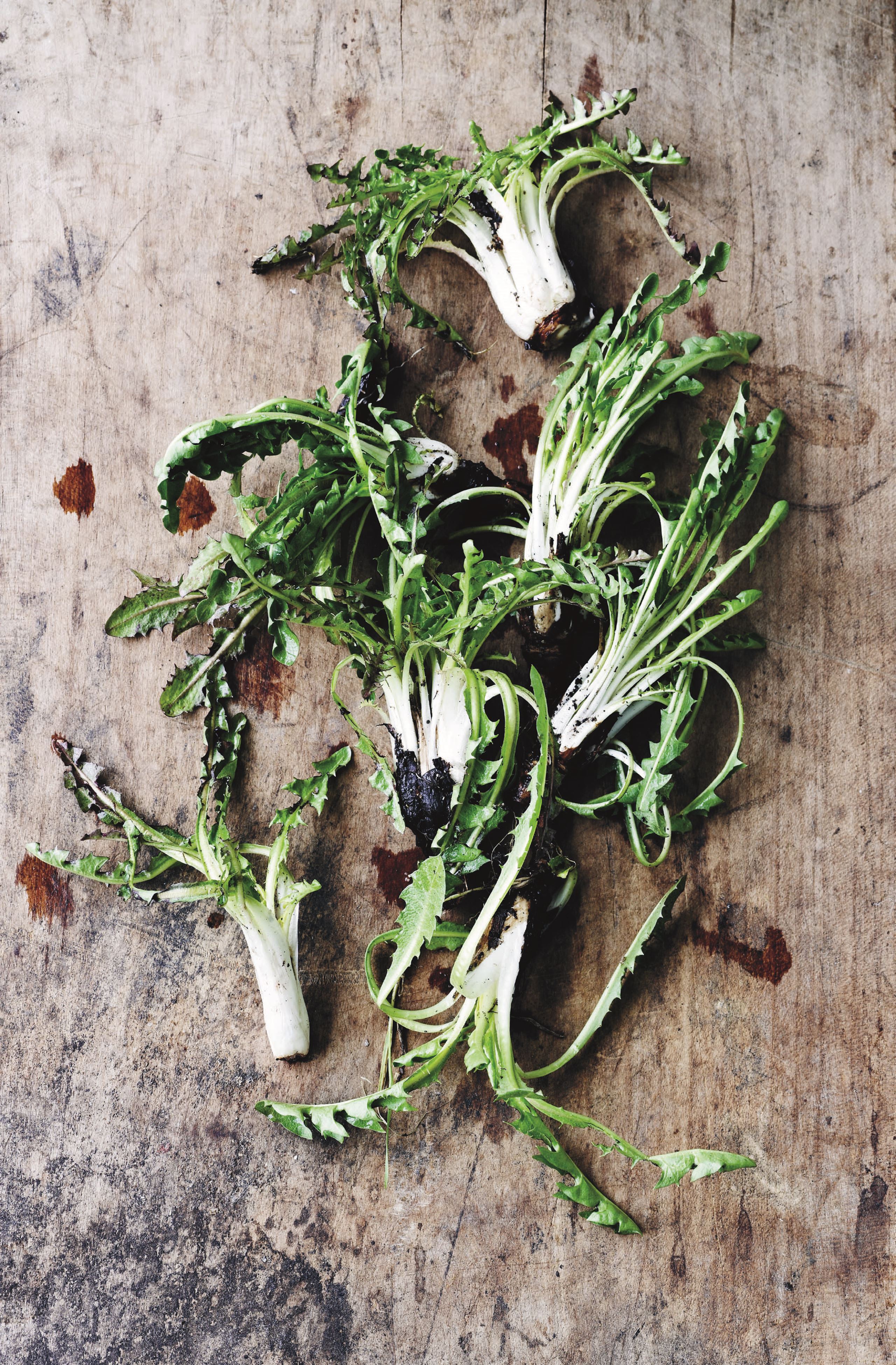 Salat af bøgeblade og mælkebøtter