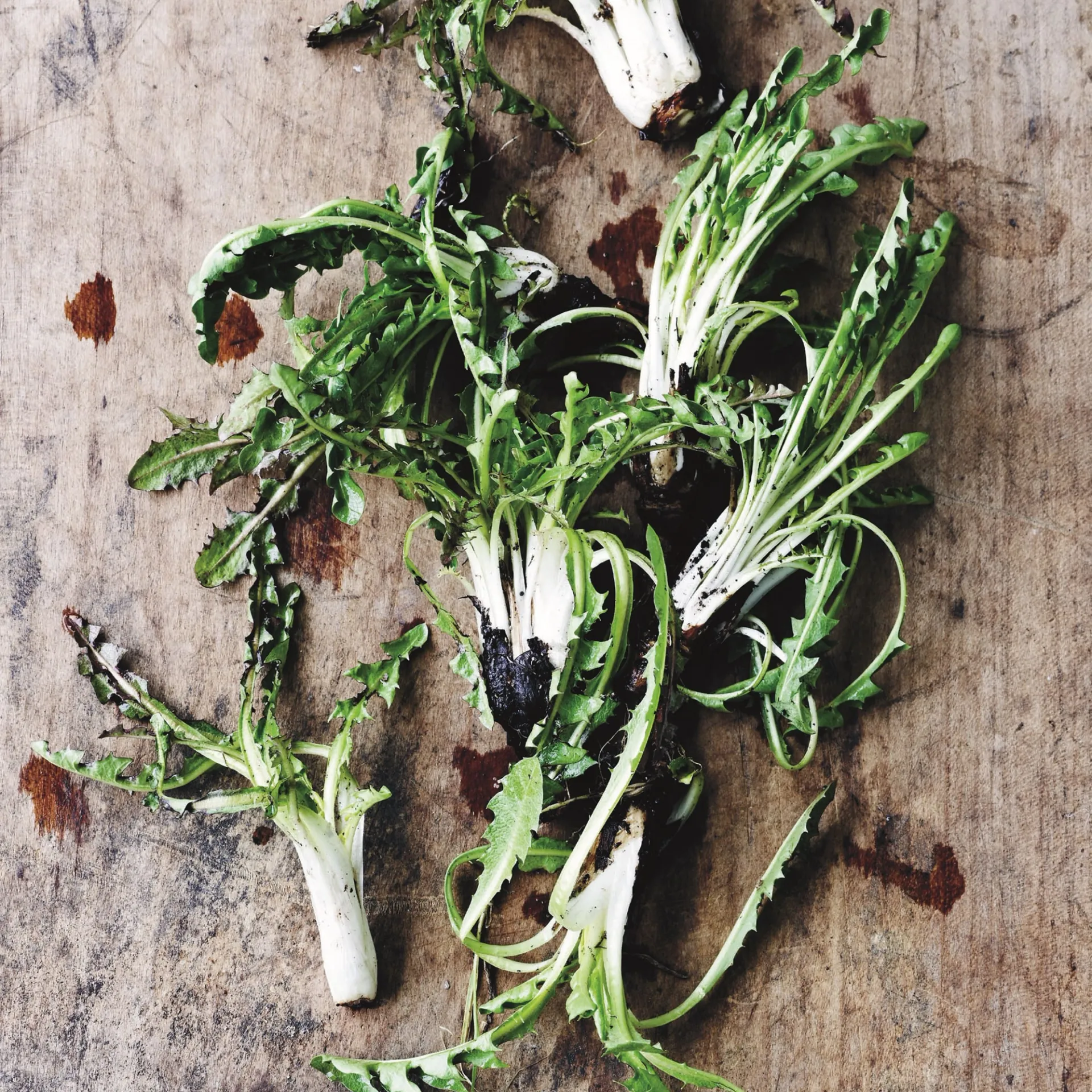 Salat af bøgeblade og mælkebøtter