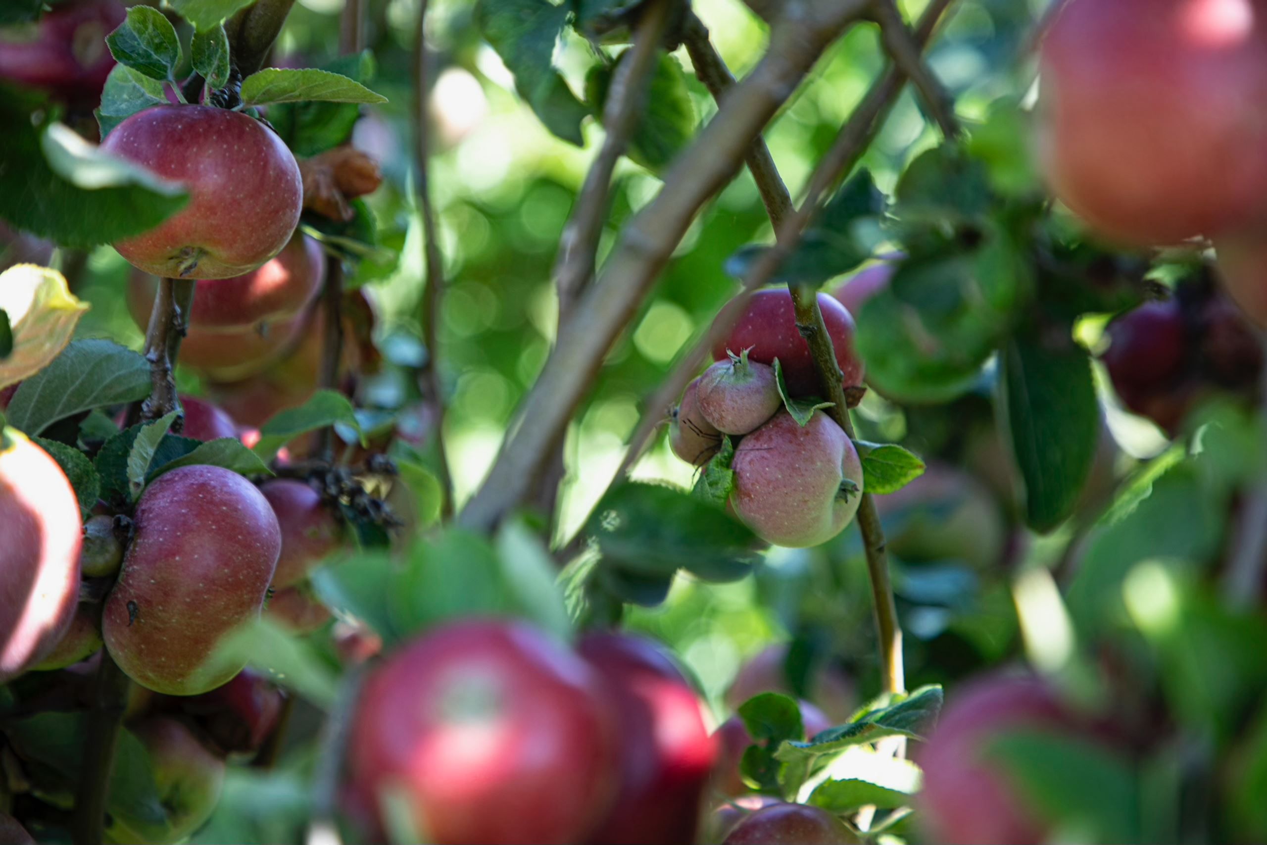 Dronningen besøgte frugtplantager på Lilleø og blev budt på kagebord af sæsonens frugter