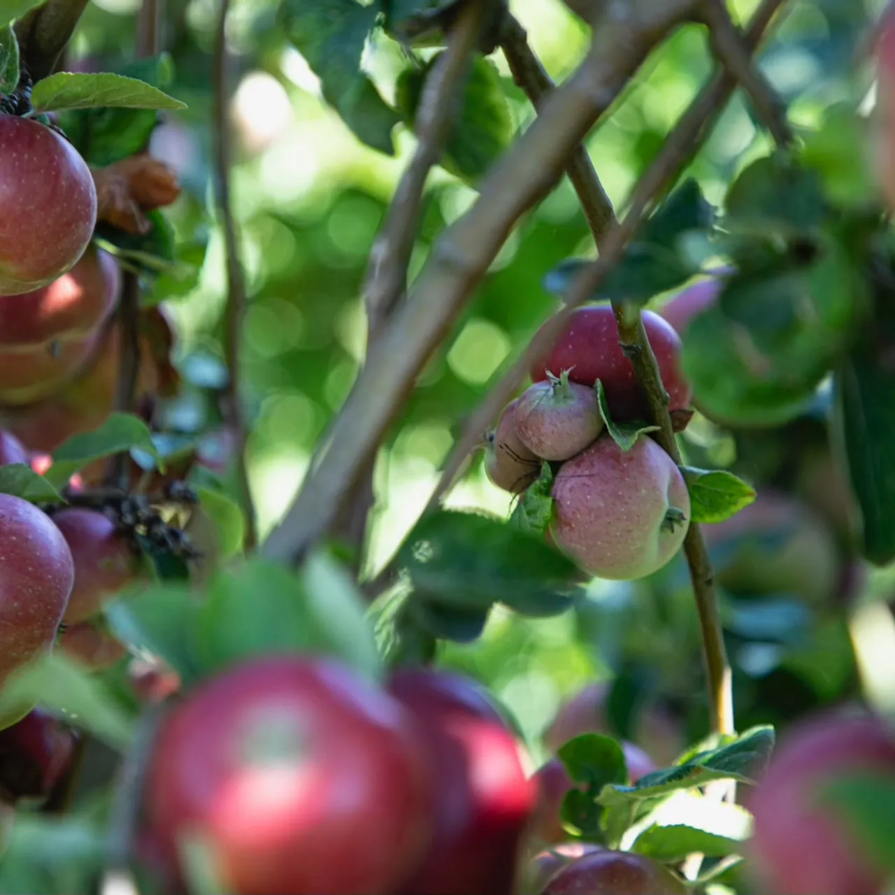 Dronningen besøgte frugtplantager på Lilleø og blev budt på kagebord af sæsonens frugter