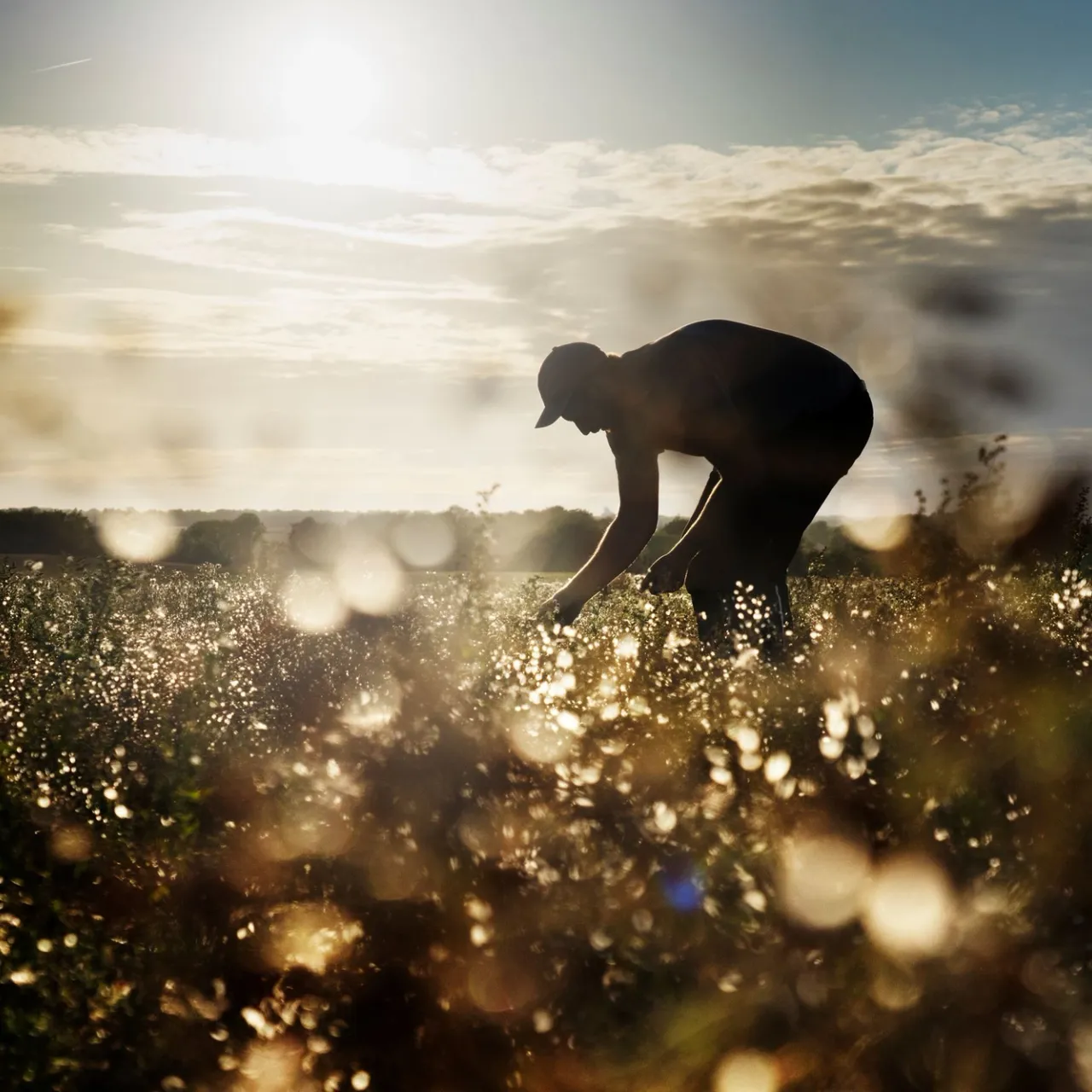 Why we choose organic