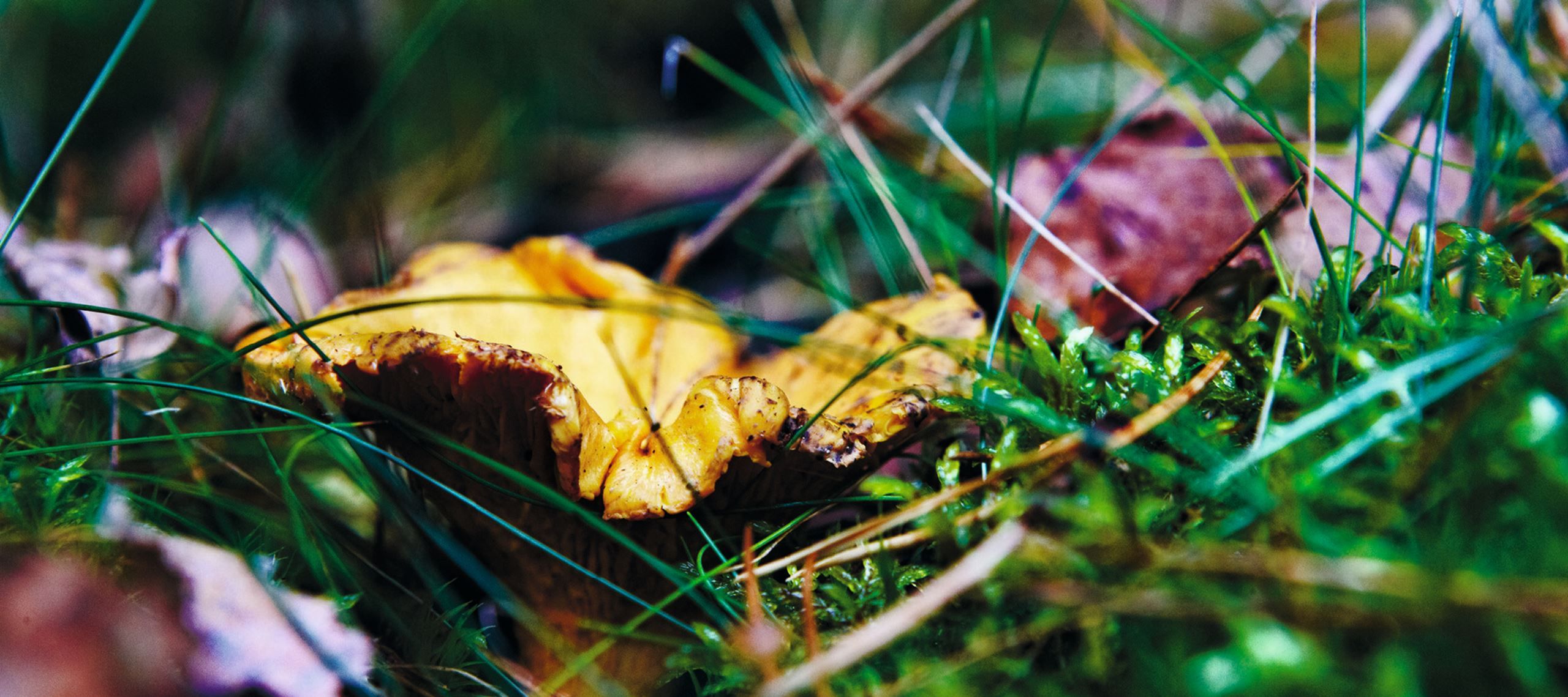 TAG PÅ SANKE-SVAMPETUR