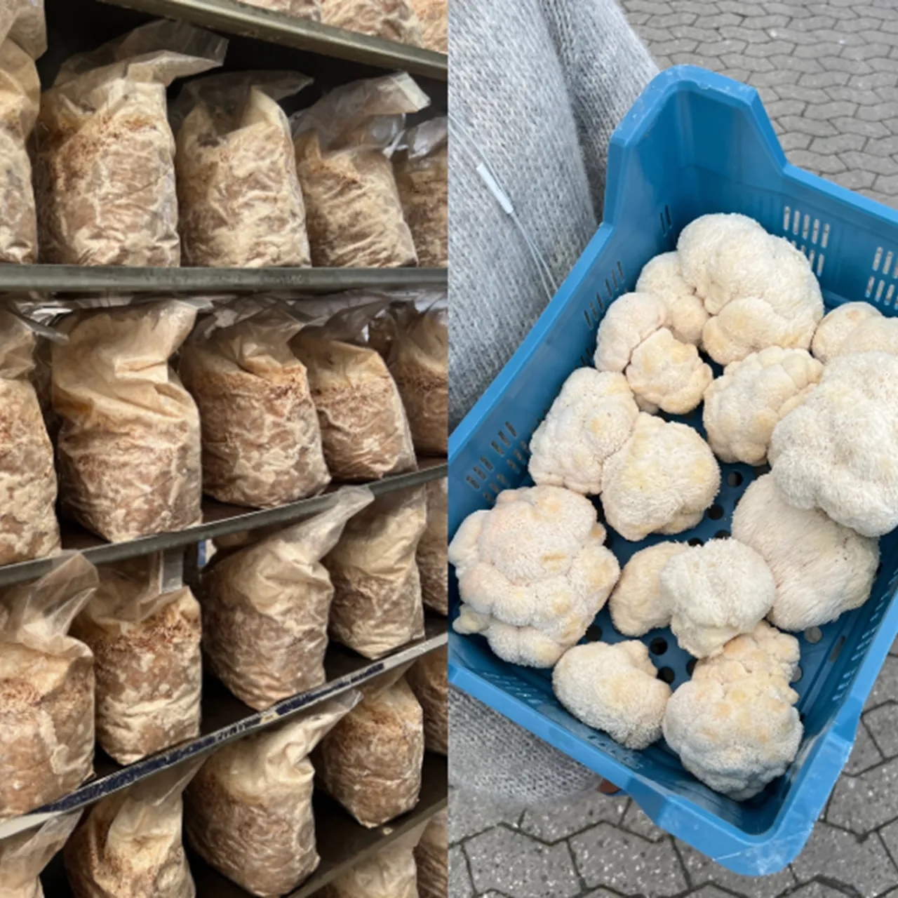 Mød en samarbejdspartner - Beyond Coffee