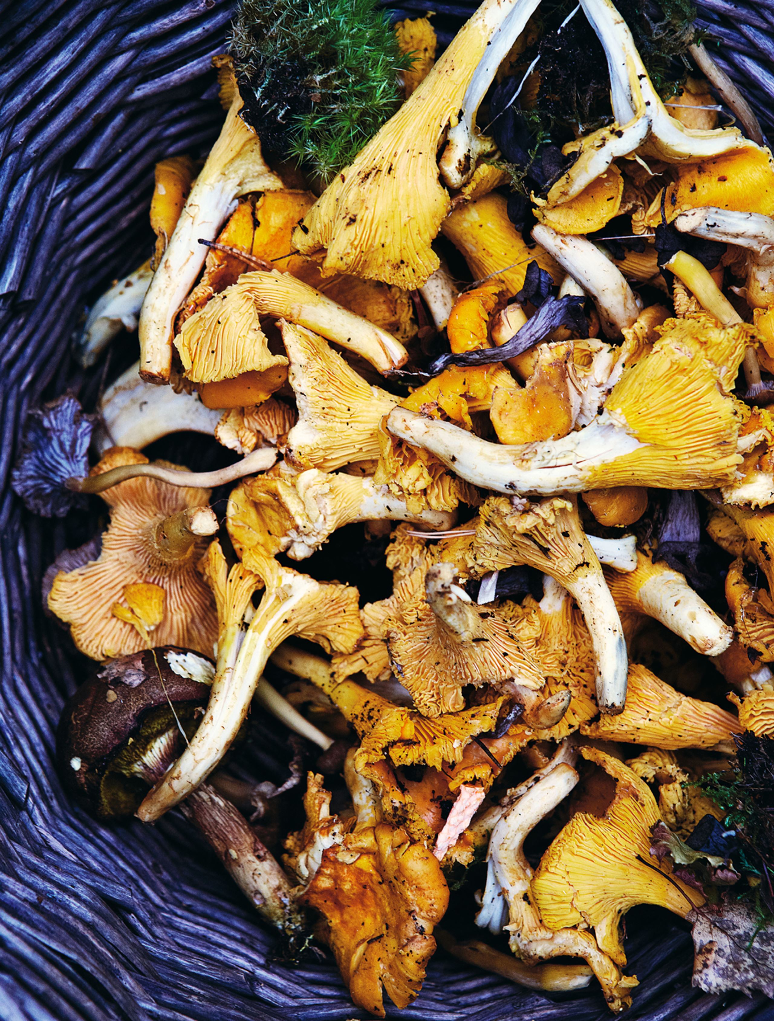 Gå efteråret i møde med svampejagt i skoven