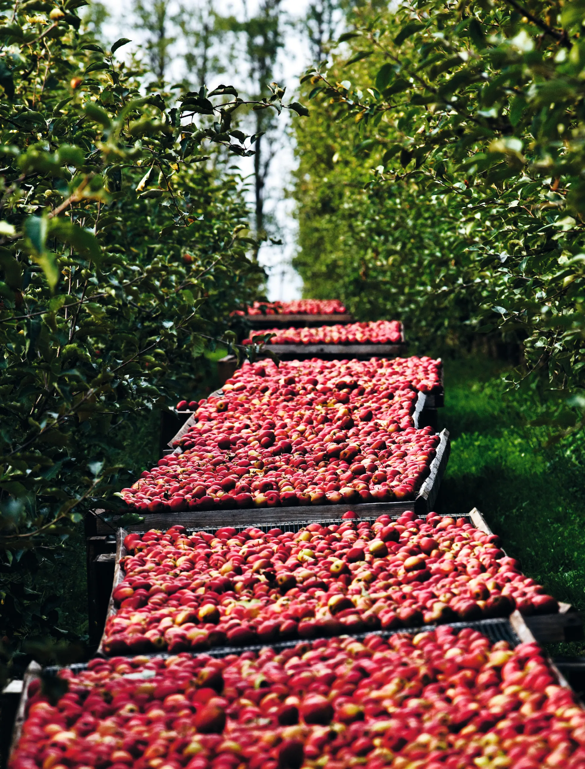 De gode, danske æbler