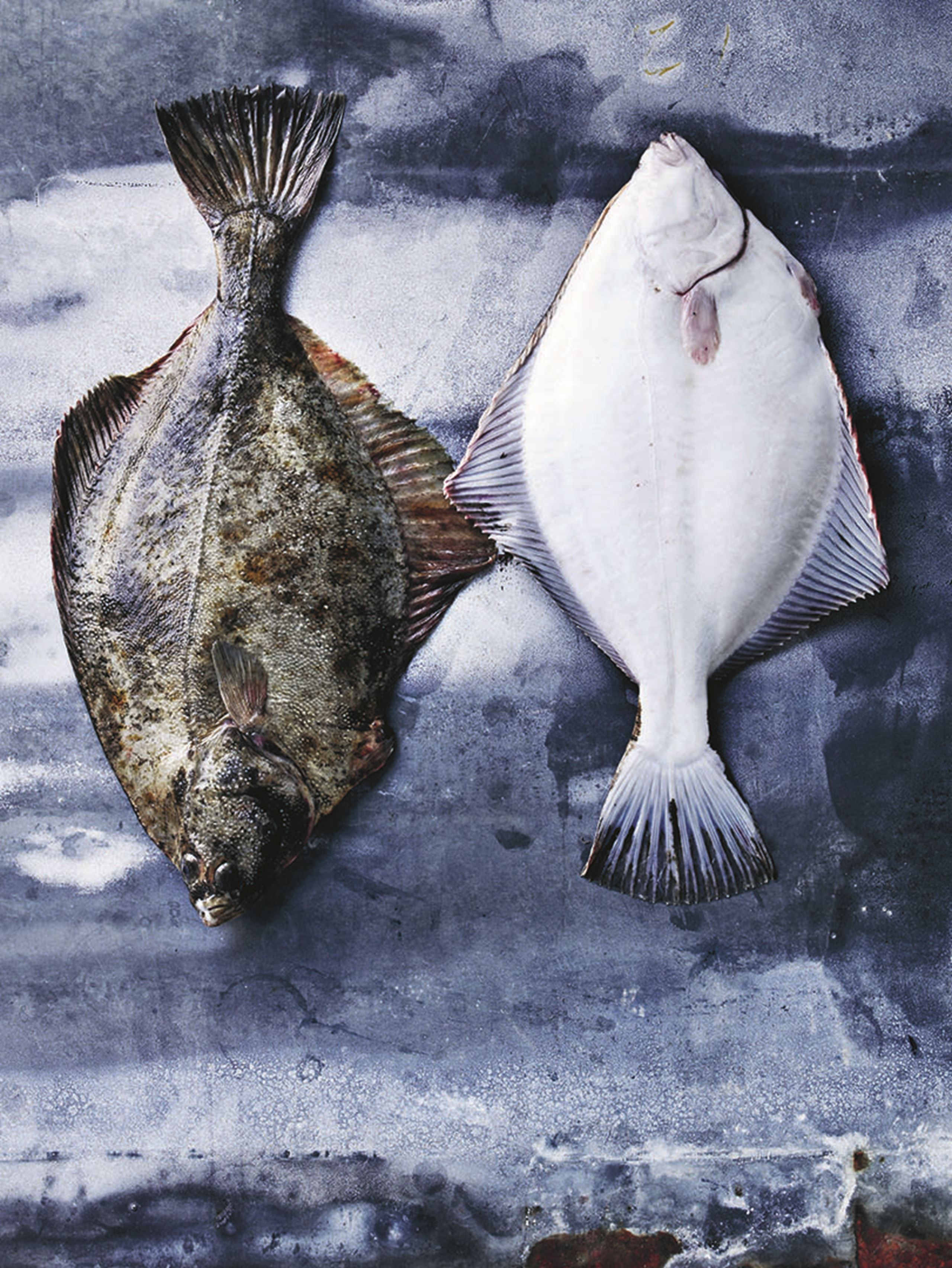 Alt godt fra havet - fisk og skaldyr