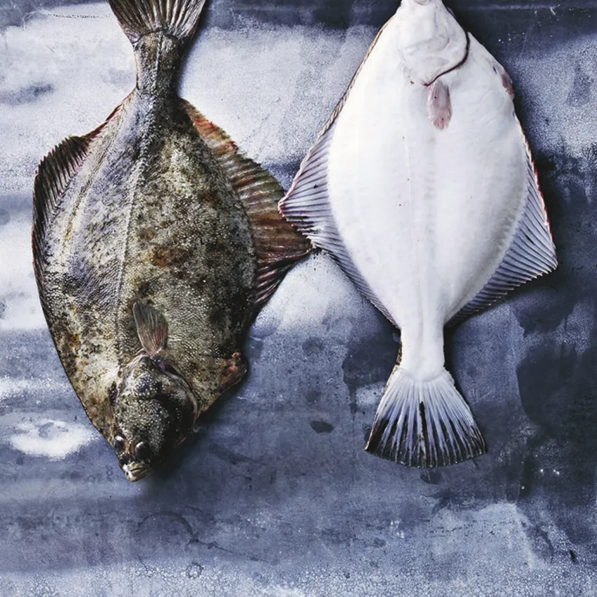 Alt godt fra havet - fisk og skaldyr