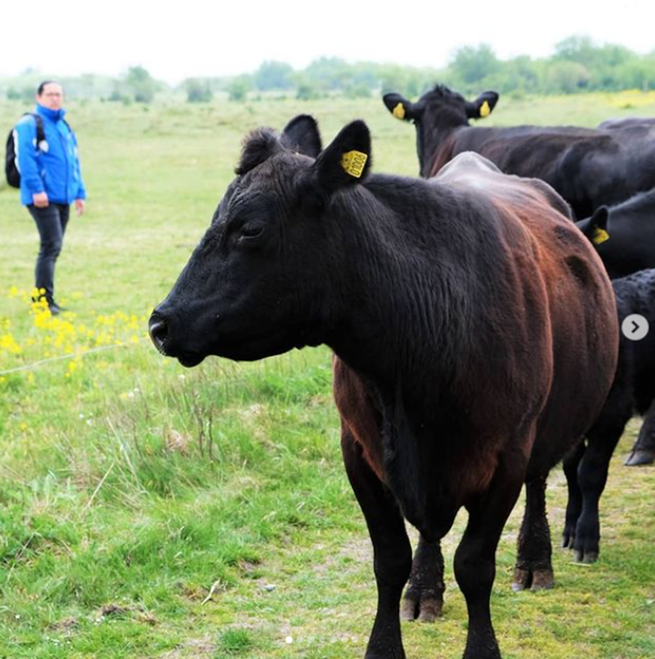 Okser fra Livø i Meyers Kantiner