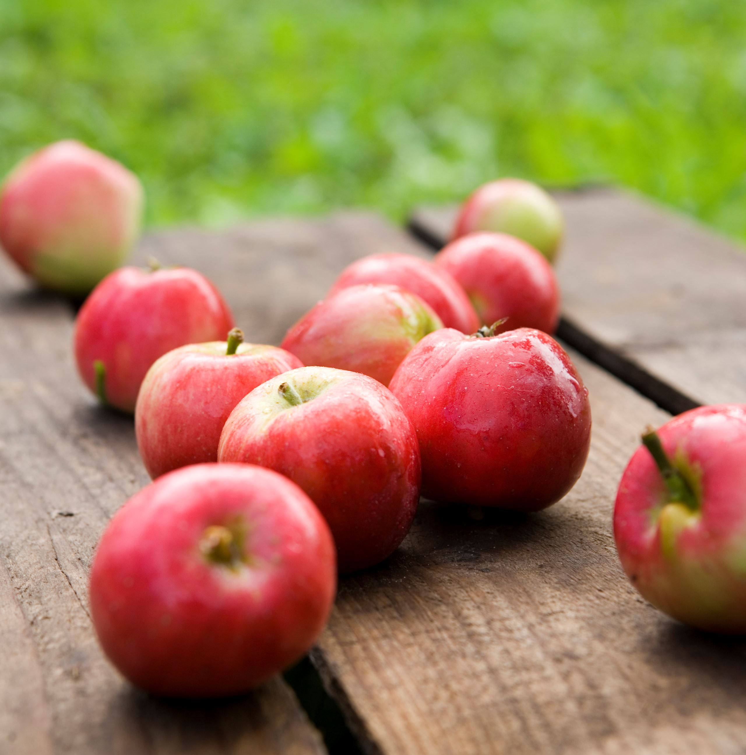 Bloom og Meyers forædler Frederiksbergs nedfaldsæbler om til gylden cider