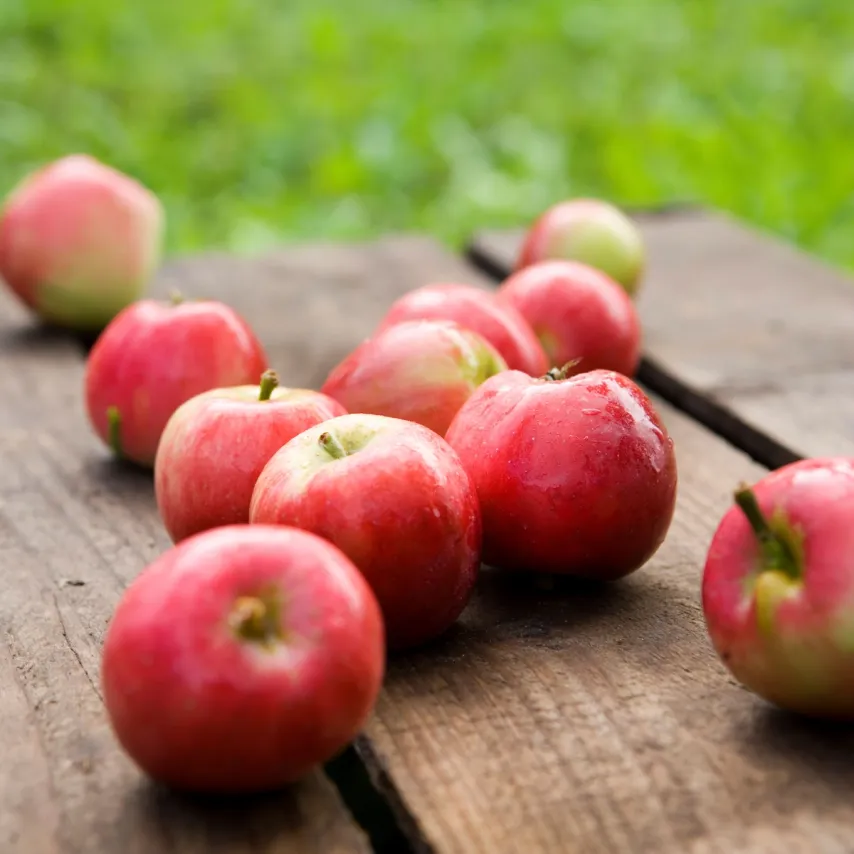 Bloom og Meyers forædler Frederiksbergs nedfaldsæbler om til gylden cider