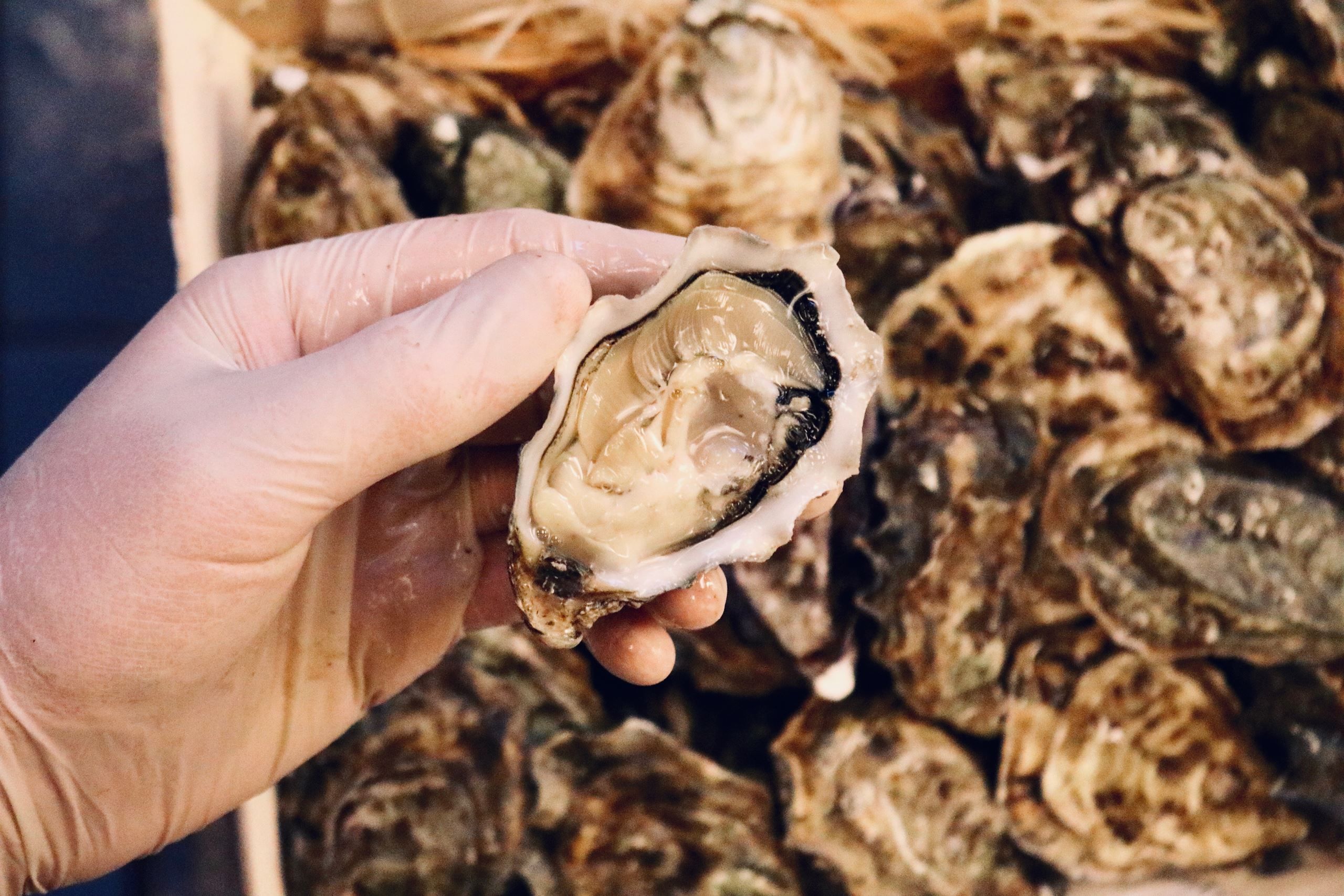 Sådan undgår vi Corona-madspild: Tusindvis af strandede østers forvandles til ren velsmag