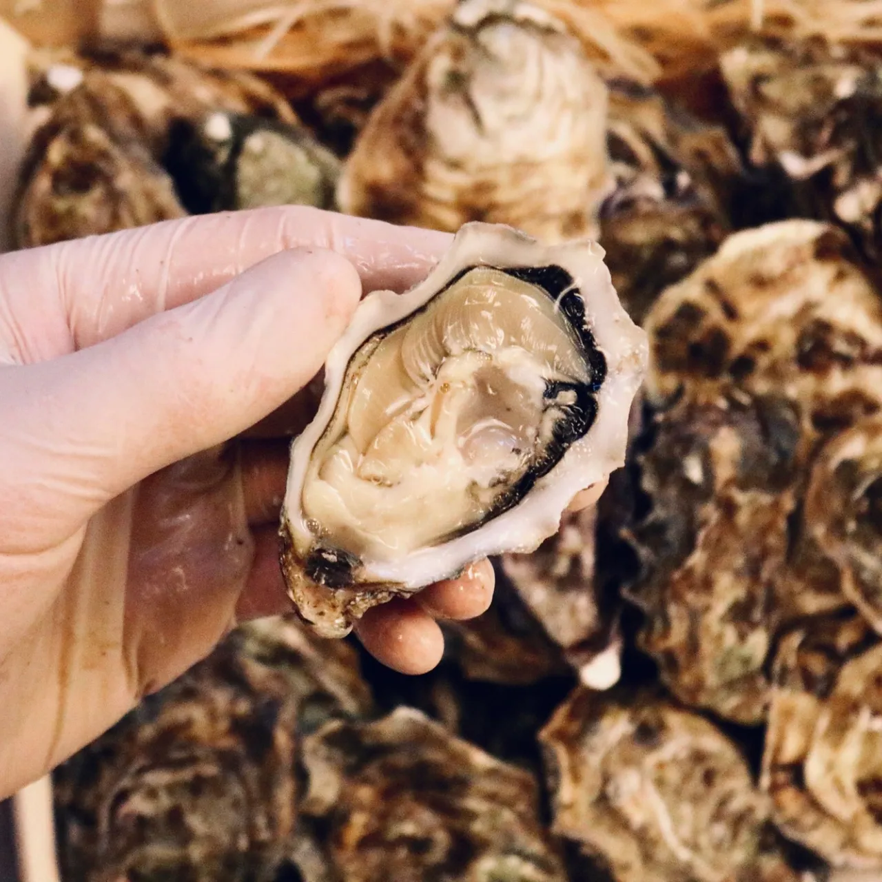 Sådan undgår vi Corona-madspild: Tusindvis af strandede østers forvandles til ren velsmag