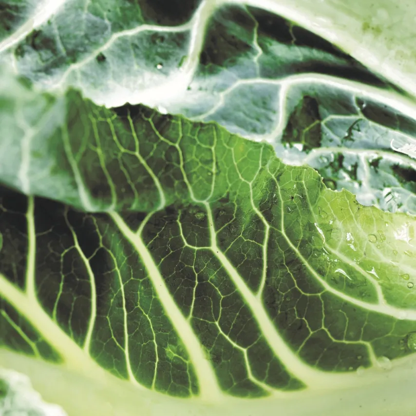 Meyers Madhus vinder udbud om Københavns Kommunes klimavenlige måltider