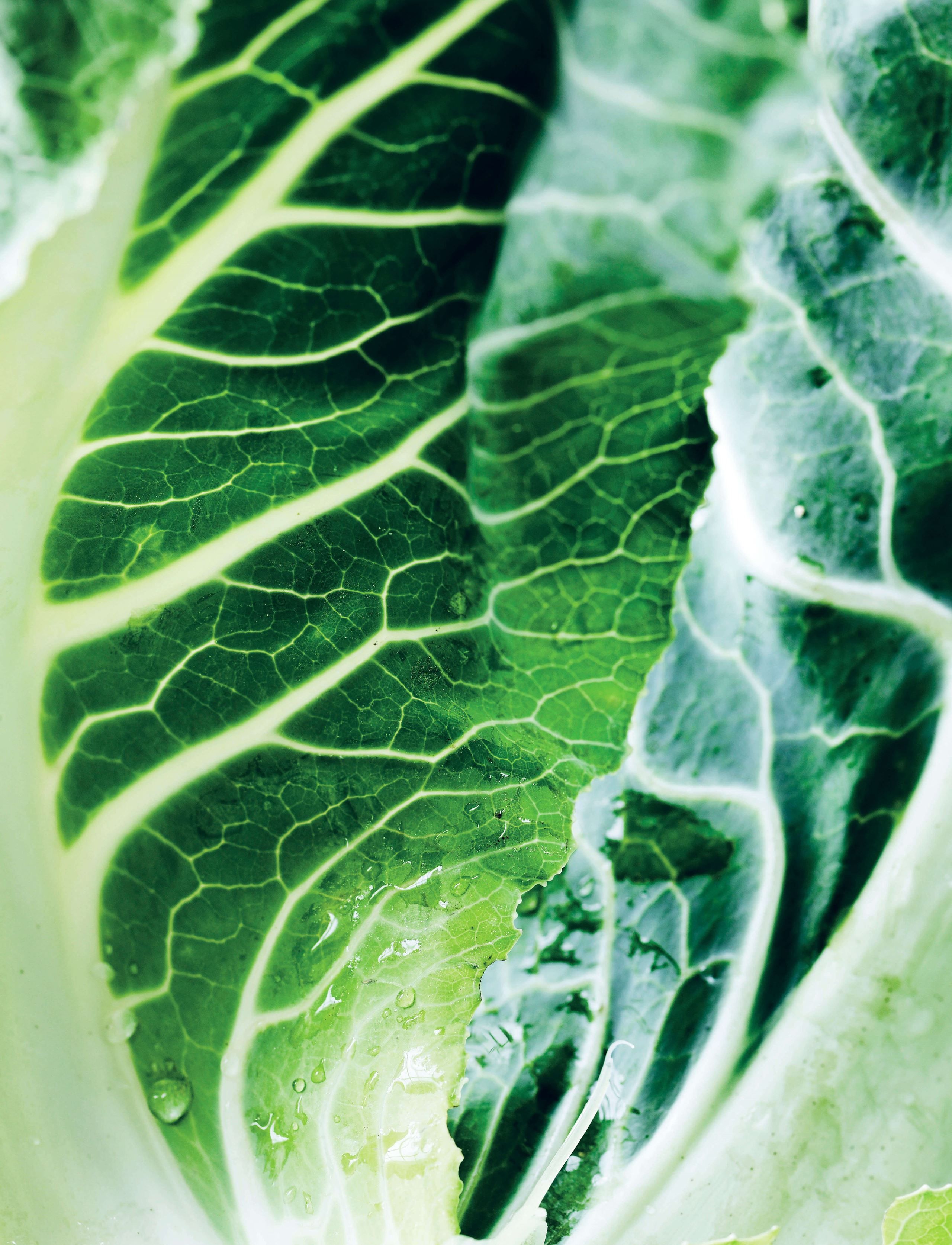 Efterårssuppe med blomkål