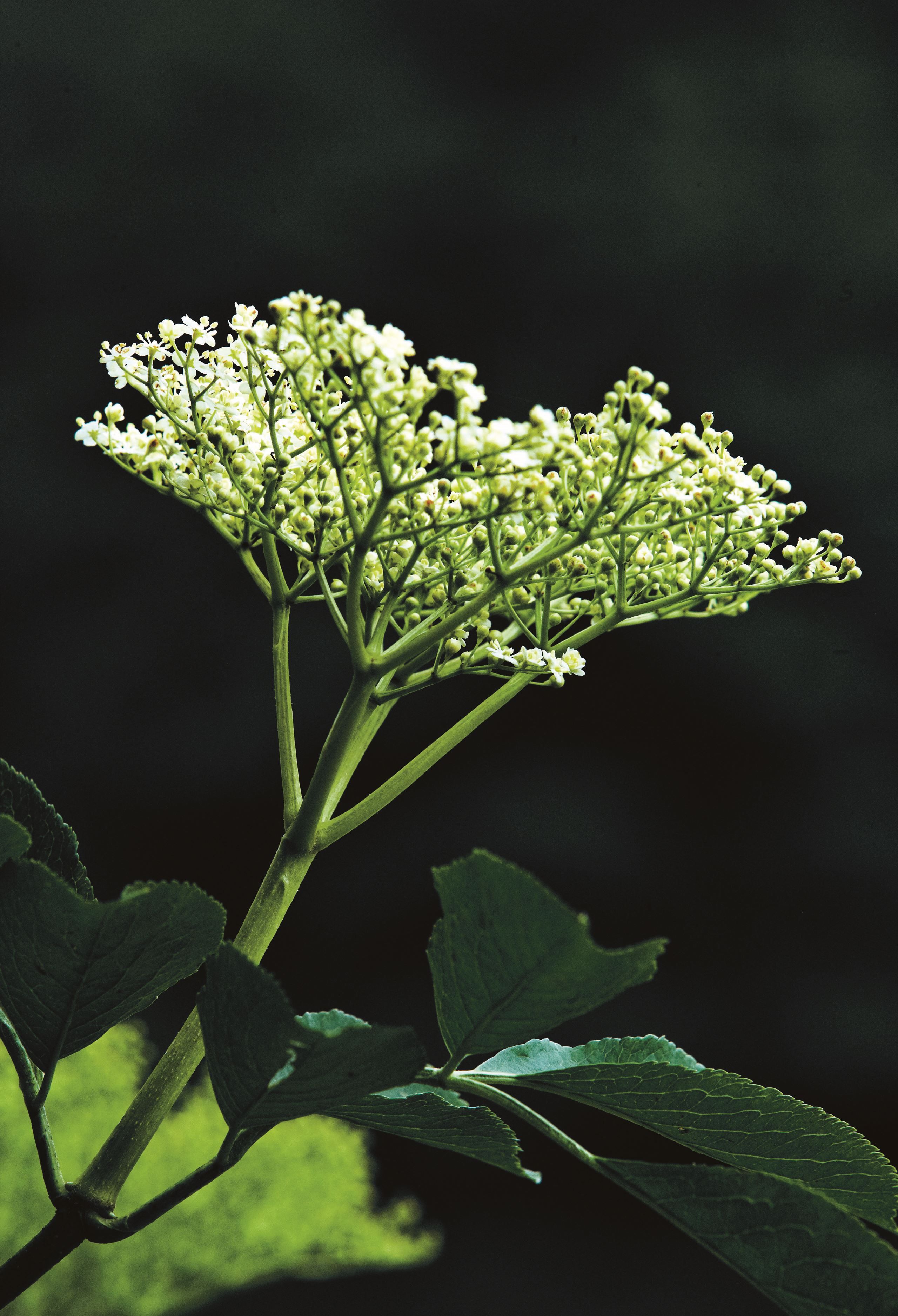 Spis sæsonens råvarer i juli