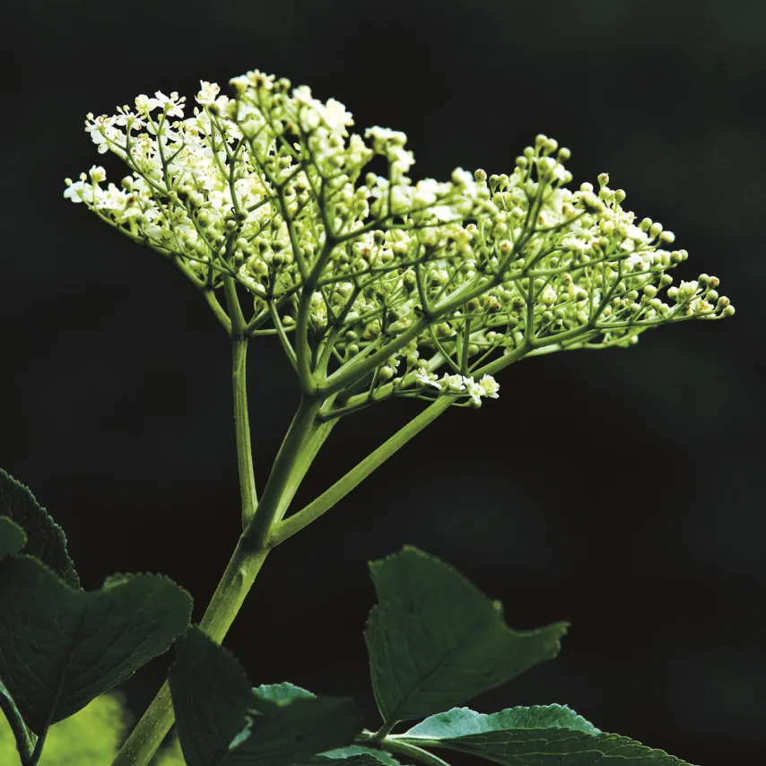 Spis sæsonens råvarer i juli