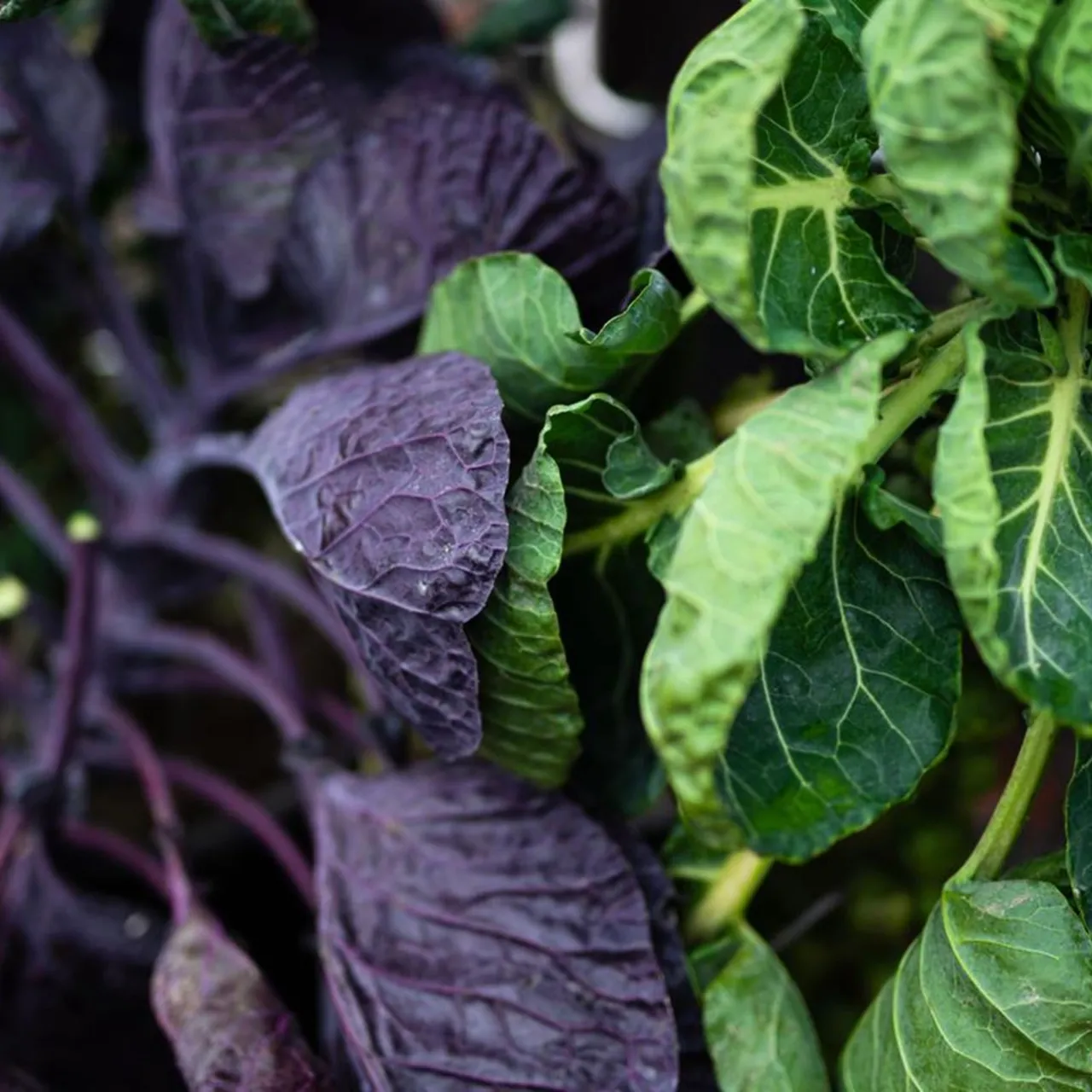 Rapport foreslår retning for fødevaresystemer i Norden