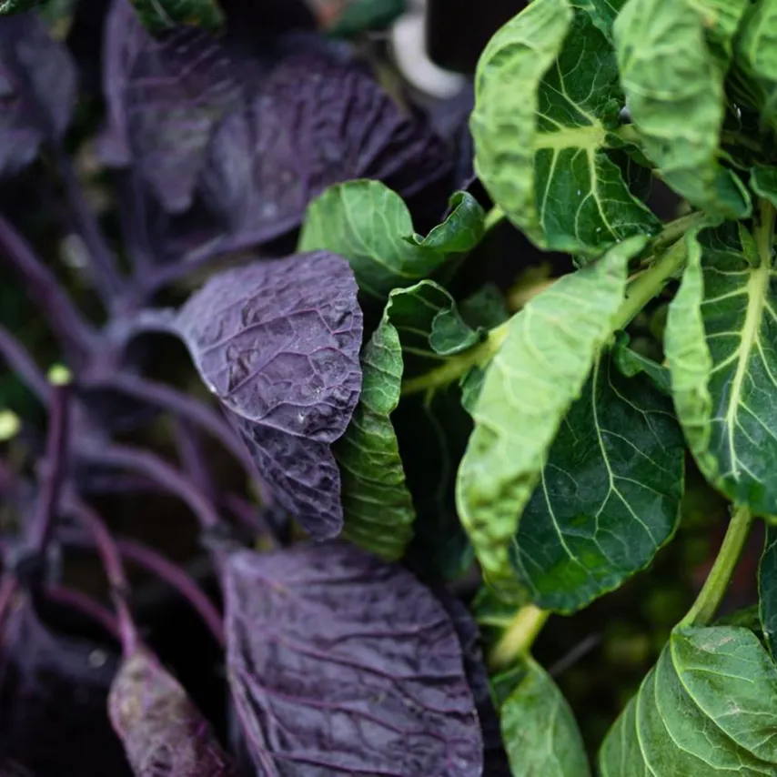 Ambitiøst madprojekt vil på bare to år motivere 10 pct. af Brøndbys borgere til at ændre madvaner