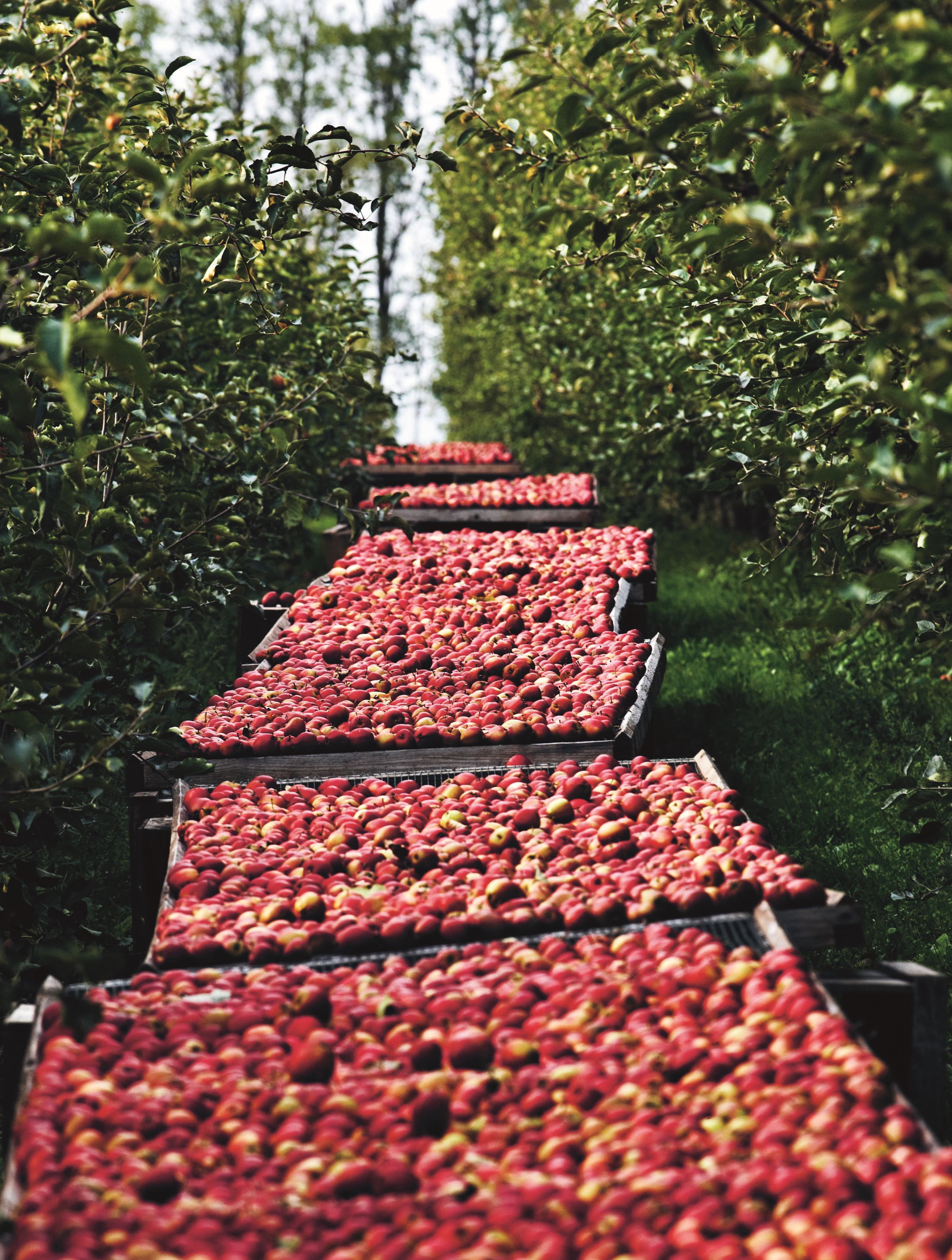 Få mest ud af dine æbler