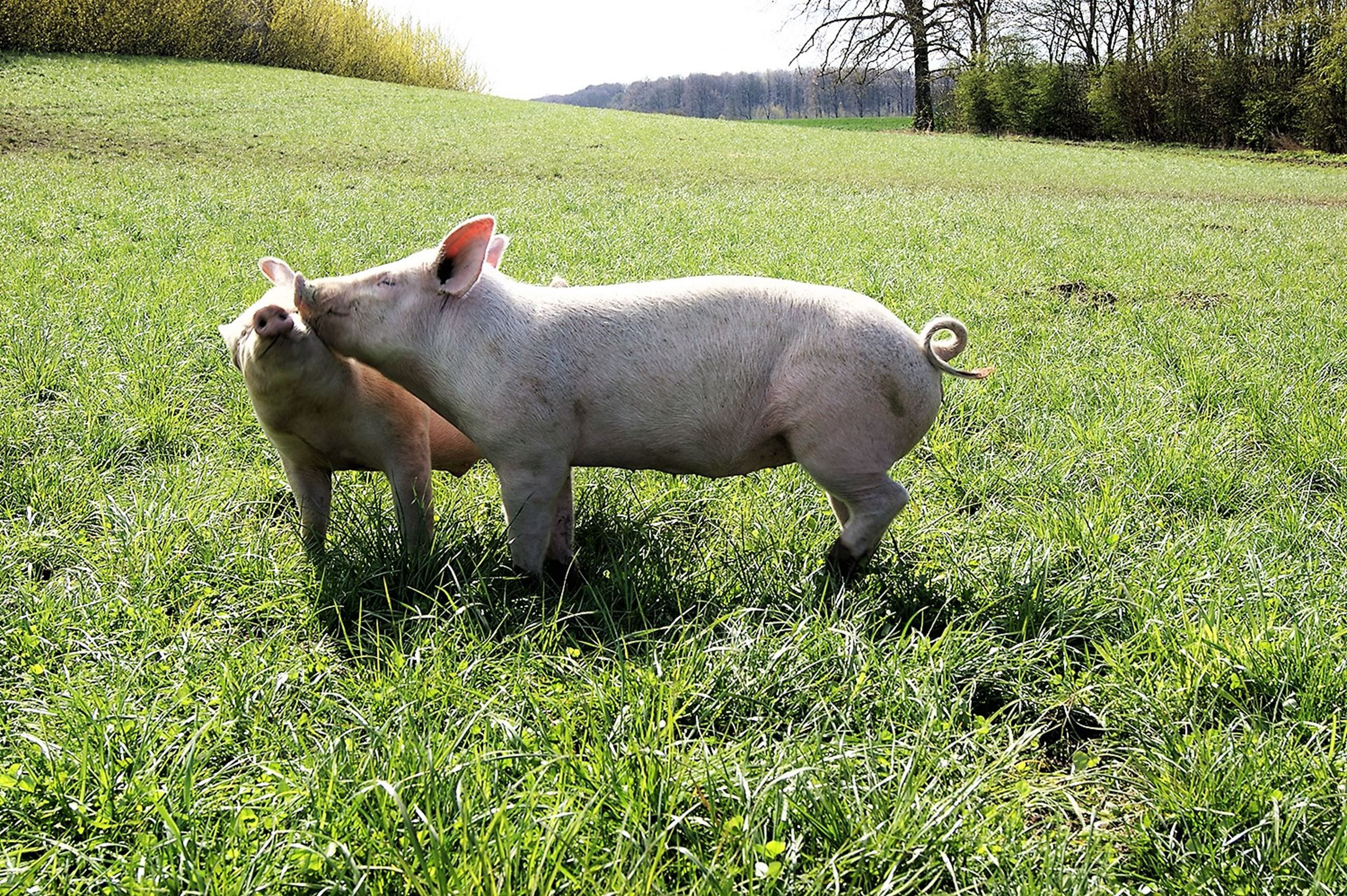 Meyers Kantiner er nomineret til årets dyreven 