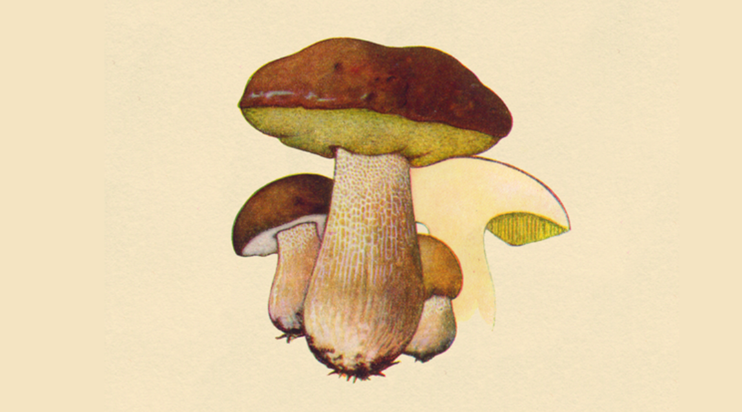 Find svampe i de danske skove