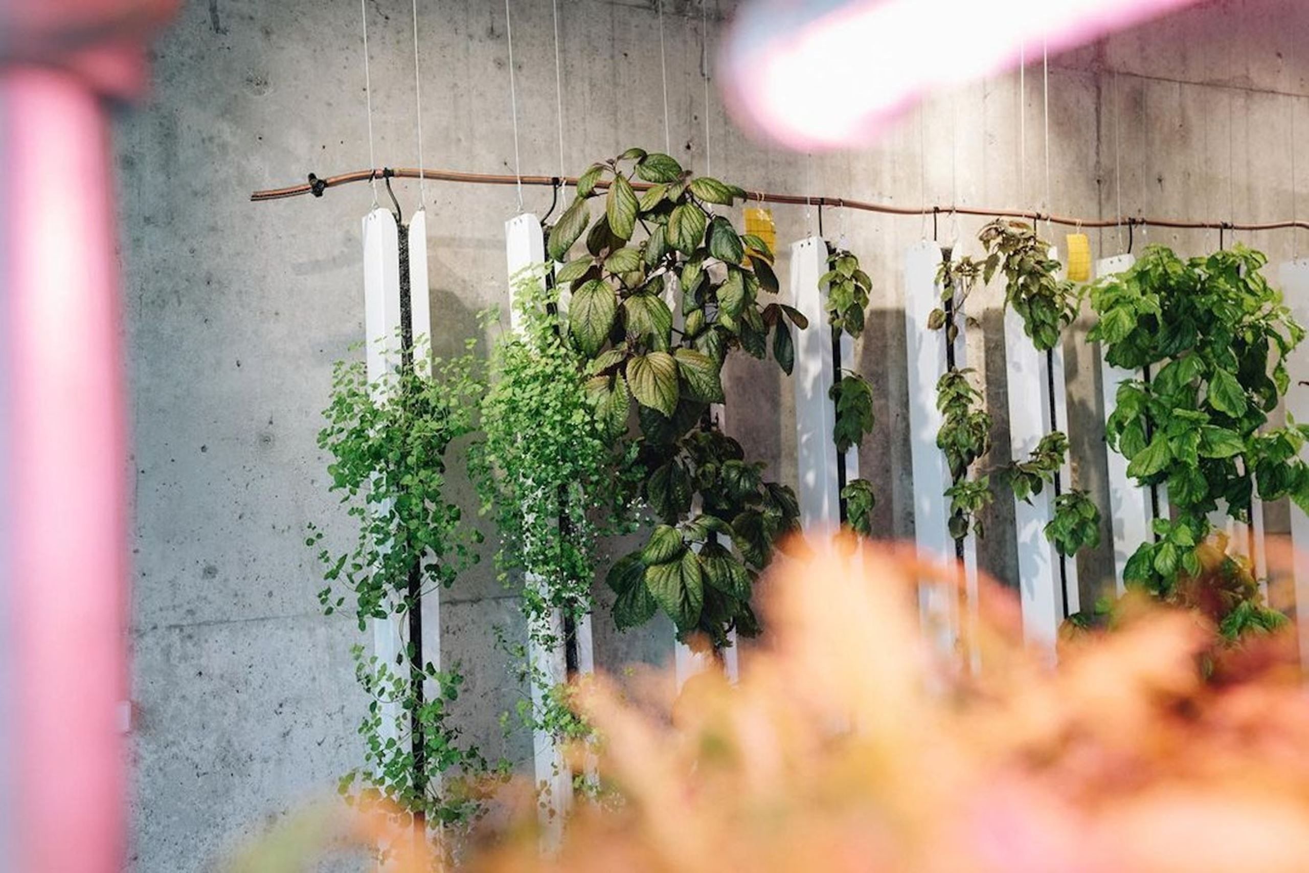 Mød en samarbejdspartner - Nabo Farm