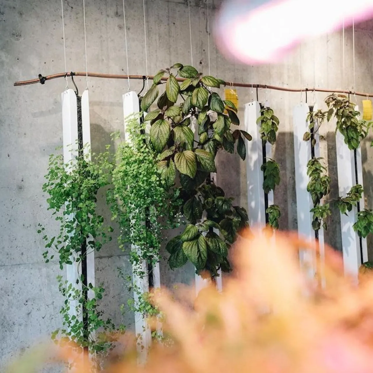 Mød en samarbejdspartner - Nabo Farm