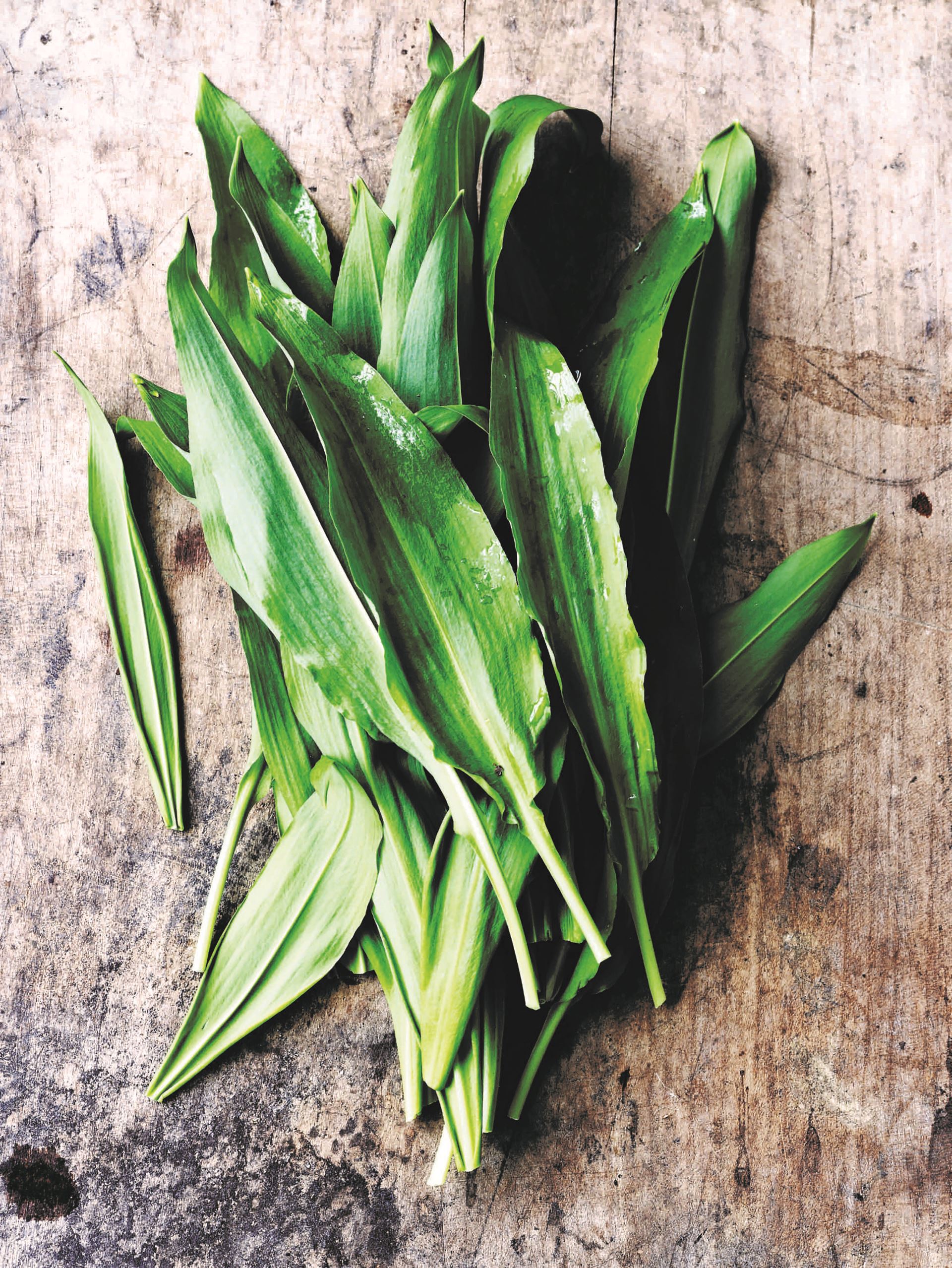 Claus Meyers' kartoffelsuppe med ramsløg og persille​​​​‌﻿‍﻿​‍​‍‌‍﻿﻿‌﻿​‍‌‍‍‌‌‍‌﻿‌‍‍‌‌‍﻿‍​‍​‍​﻿‍‍​‍​‍‌﻿​﻿‌‍​‌‌‍﻿‍‌‍‍‌‌﻿‌​‌﻿‍‌​‍﻿‍‌‍‍‌‌‍﻿﻿​‍​‍​‍﻿​​‍​‍‌‍‍​‌﻿​‍‌‍‌‌‌‍‌‍​‍​‍​﻿‍‍​‍​‍‌‍‍​‌﻿‌​‌﻿‌​‌﻿​​‌﻿​﻿​﻿‍‍​‍﻿﻿​‍﻿﻿‌‍﻿‌‌‍‌‌‌﻿‍‌‌‍‌‌‌﻿​‍‌﻿​﻿​‍﻿‍‌﻿​﻿‌‍​‌‌‍﻿‍‌‍‍‌‌﻿‌​‌﻿‍‌​‍﻿‍‌﻿​﻿‌﻿‌​‌﻿‌‌‌‍‌​‌‍‍‌‌‍﻿﻿​‍﻿﻿‌‍‍‌‌‍﻿‍‌﻿‌​‌‍‌‌‌‍﻿‍‌﻿‌​​‍﻿﻿‌‍‌‌‌‍‌​‌‍‍‌‌﻿‌​​‍﻿﻿‌‍﻿‌‌‍﻿﻿‌‍‌​‌‍‌‌​﻿﻿‌‌﻿​​‌﻿​‍‌‍‌‌‌﻿​﻿‌‍‌‌‌‍﻿‍‌﻿‌​‌‍​‌‌﻿‌​‌‍‍‌‌‍﻿﻿‌‍﻿‍​﻿‍﻿‌‍‍‌‌‍‌​​﻿﻿‌​﻿‍‌​﻿‌​​﻿​‍​﻿‌​​﻿‍​​﻿‌﻿‌‍‌​​﻿‌‍​‍﻿‌‌‍‌‌​﻿‌﻿​﻿‌﻿​﻿‍‌​‍﻿‌​﻿‌‌‌‍‌​​﻿‌‍​﻿​​​‍﻿‌‌‍​‍​﻿​‍​﻿‌‍​﻿‍​​‍﻿‌​﻿‌‍‌‍‌‌​﻿‌​​﻿‍‌​﻿‍​​﻿‌﻿‌‍​﻿​﻿​﻿​﻿‍‌‌‍‌‌​﻿​‌​﻿‌‌​﻿‍﻿‌﻿‌​‌﻿‍‌‌﻿​​‌‍‌‌​﻿﻿‌‌﻿​‍‌‍‌‌‌‍​﻿‌‍‍‌‌﻿​​‌‍‌‌​﻿‍﻿‌﻿​​‌‍​‌‌﻿‌​‌‍‍​​﻿﻿‌‌‍‍‌‌‍﻿‌‌‍​‌‌‍‌﻿‌‍‌‌​‍﻿‍‌‍​‌‌‍﻿​‌﻿‌​​﻿﻿﻿‌‍​‍‌‍​‌‌﻿​﻿‌‍‌‌‌‌‌‌‌﻿​‍‌‍﻿​​﻿﻿‌‌‍‍​‌﻿‌​‌﻿‌​‌﻿​​‌﻿​﻿​‍‌‌​﻿​﻿‌​​‌​‍‌‌​﻿​‍‌​‌‍​‍‌‌​﻿​‍‌​‌‍‌‍﻿‌‌‍‌‌‌﻿‍‌‌‍‌‌‌﻿​‍‌﻿​﻿​‍﻿‍‌﻿​﻿‌‍​‌‌‍﻿‍‌‍‍‌‌﻿‌​‌﻿‍‌​‍﻿‍‌﻿​﻿‌﻿‌​‌﻿‌‌‌‍‌​‌‍‍‌‌‍﻿﻿​‍‌‍‌‍‍‌‌‍‌​​﻿﻿‌​﻿‍‌​﻿‌​​﻿​‍​﻿‌​​﻿‍​​﻿‌﻿‌‍‌​​﻿‌‍​‍﻿‌‌‍‌‌​﻿‌﻿​﻿‌﻿​﻿‍‌​‍﻿‌​﻿‌‌‌‍‌​​﻿‌‍​﻿​​​‍﻿‌‌‍​‍​﻿​‍​﻿‌‍​﻿‍​​‍﻿‌​﻿‌‍‌‍‌‌​﻿‌​​﻿‍‌​﻿‍​​﻿‌﻿‌‍​﻿​﻿​﻿​﻿‍‌‌‍‌‌​﻿​‌​﻿‌‌​‍‌‍‌﻿‌​‌﻿‍‌‌﻿​​‌‍‌‌​﻿﻿‌‌﻿​‍‌‍‌‌‌‍​﻿‌‍‍‌‌﻿​​‌‍‌‌​‍‌‍‌﻿​​‌‍​‌‌﻿‌​‌‍‍​​﻿﻿‌‌‍‍‌‌‍﻿‌‌‍​‌‌‍‌﻿‌‍‌‌​‍﻿‍‌‍​‌‌‍﻿​‌﻿‌​​‍‌‍‌﻿​​‌‍‌‌‌﻿​‍‌﻿​﻿‌﻿​​‌‍‌‌‌‍​﻿‌﻿‌​‌‍‍‌‌﻿‌‍‌‍‌‌​﻿﻿‌‌﻿​​‌﻿‌‌‌‍​‍‌‍﻿​‌‍‍‌‌﻿​﻿‌‍‍​‌‍‌‌‌‍‌​​‍​‍‌﻿﻿‌