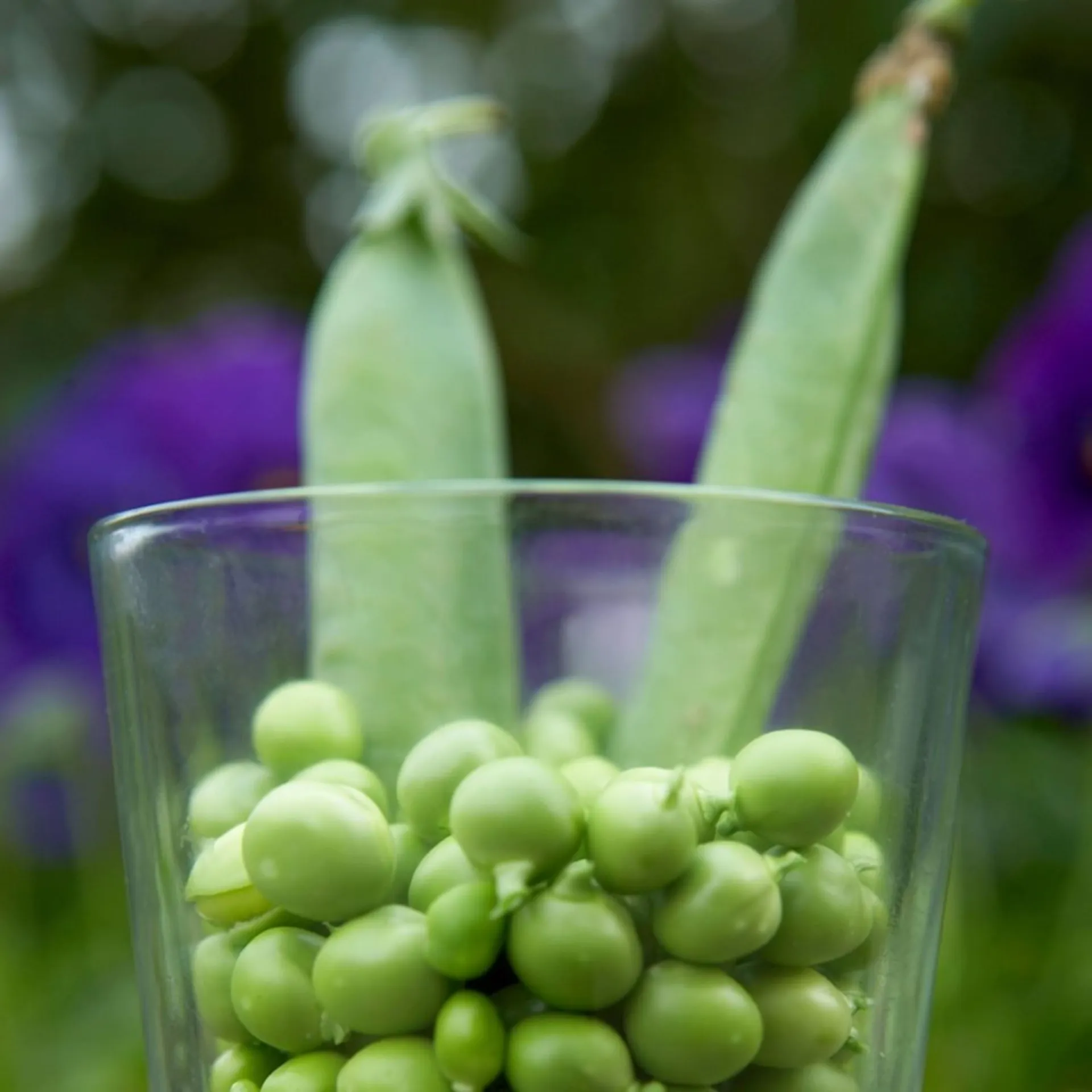 Lollandske mælkeærter