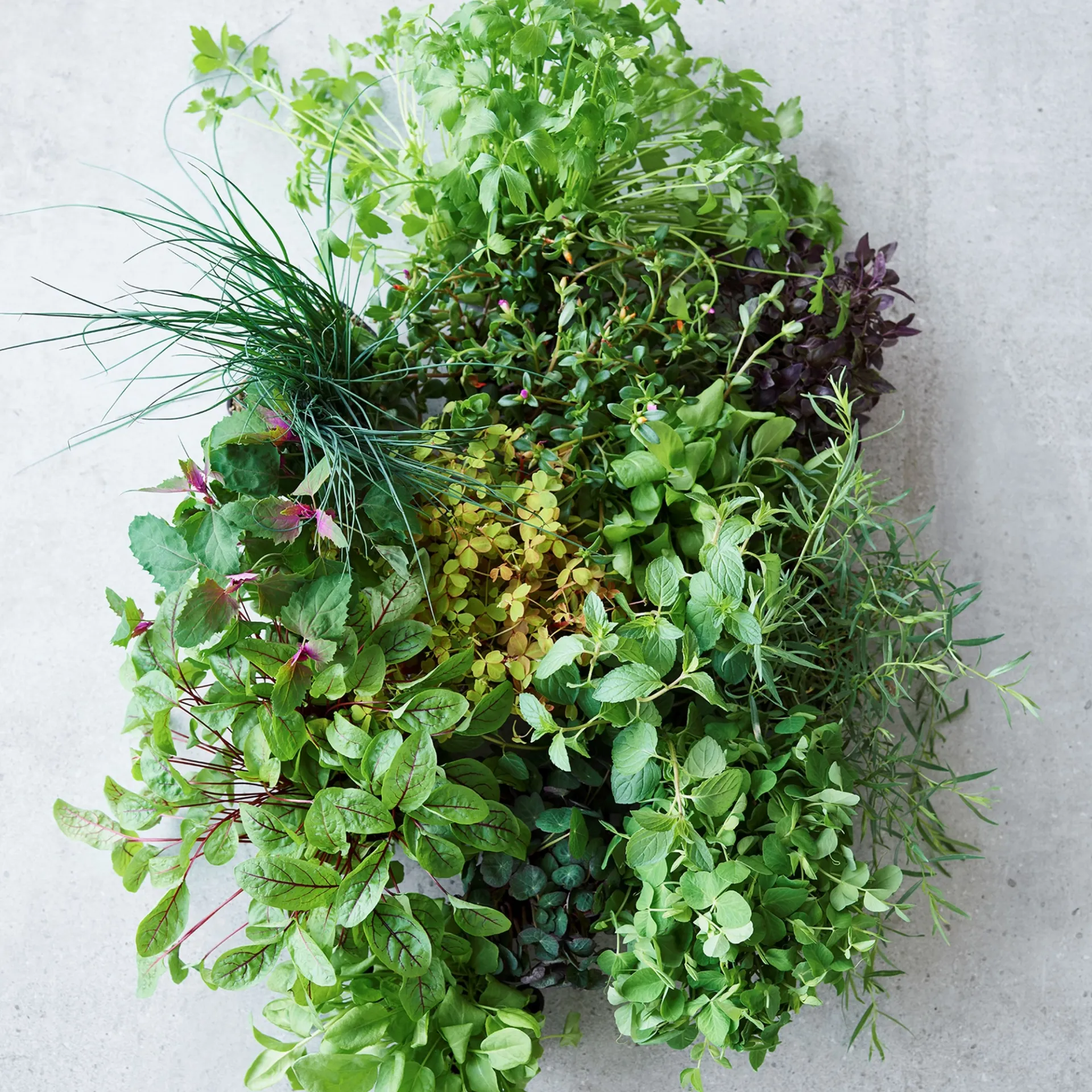 Urte-iste med hybenrosesirup