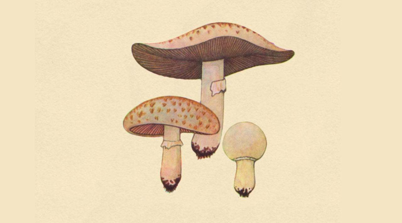 Kilde til grøn umami​​​​‌﻿‍﻿​‍​‍‌‍﻿﻿‌﻿​‍‌‍‍‌‌‍‌﻿‌‍‍‌‌‍﻿‍​‍​‍​﻿‍‍​‍​‍‌﻿​﻿‌‍​‌‌‍﻿‍‌‍‍‌‌﻿‌​‌﻿‍‌​‍﻿‍‌‍‍‌‌‍﻿﻿​‍​‍​‍﻿​​‍​‍‌‍‍​‌﻿​‍‌‍‌‌‌‍‌‍​‍​‍​﻿‍‍​‍​‍‌‍‍​‌﻿‌​‌﻿‌​‌﻿​​​﻿‍‍​‍﻿﻿​‍﻿﻿‌‍﻿​‌‍﻿﻿‌‍​﻿‌‍​‌‌‍﻿​‌‍‍​‌‍﻿﻿‌﻿​﻿‌﻿‌​​﻿‍‍​﻿​﻿​﻿​﻿​﻿​﻿​﻿​﻿​‍﻿﻿‌‍‍‌‌‍﻿‍‌﻿‌​‌‍‌‌‌‍﻿‍‌﻿‌​​‍﻿﻿‌‍‌‌‌‍‌​‌‍‍‌‌﻿‌​​‍﻿﻿‌‍﻿‌‌‍﻿﻿‌‍‌​‌‍‌‌​﻿﻿‌‌﻿​​‌﻿​‍‌‍‌‌‌﻿​﻿‌‍‌‌‌‍﻿‍‌﻿‌​‌‍​‌‌﻿‌​‌‍‍‌‌‍﻿﻿‌‍﻿‍​﻿‍﻿‌‍‍‌‌‍‌​​﻿﻿‌​﻿​‌‌‍‌​‌‍​‍‌‍‌​​﻿‍‌‌‍​‌​﻿‌﻿‌‍​﻿​‍﻿‌​﻿‍‌‌‍​‌‌‍‌‌‌‍​‌​‍﻿‌​﻿‌​​﻿​‌​﻿‍​​﻿‌‍​‍﻿‌‌‍​‍‌‍​﻿‌‍‌​‌‍​‌​‍﻿‌‌‍​‍​﻿‌﻿​﻿‍‌‌‍‌‌​﻿​‌‌‍‌‍​﻿‍‌‌‍​‌​﻿‌‍​﻿​‍‌‍‌​​﻿​‌​﻿‍﻿‌﻿‌​‌﻿‍‌‌﻿​​‌‍‌‌​﻿﻿‌‌‍​‌‌﻿​‍‌﻿‌​‌‍‍‌‌‍​﻿‌‍﻿​‌‍‌‌​﻿‍﻿‌﻿​​‌‍​‌‌﻿‌​‌‍‍​​﻿﻿‌‌﻿​​‌‍﻿﻿‌﻿​‍‌﻿‌​‌‍​‌‌‍​‍‌‍﻿​‌‍‌‌‌﻿‌​‌‍‌‌‌﻿‍​‌﻿‌​​‍‌‌​﻿‌‌‌​​‍‌‌﻿﻿‌‍‍﻿‌‍‌‌‌﻿‍‌​‍‌‌​﻿​﻿‌​‌​​‍‌‌​﻿​﻿‌​‌​​‍‌‌​﻿​‍​﻿​‍​﻿​​​﻿‌﻿​﻿‍‌​﻿‌​​﻿‍​‌‍‌​‌‍‌‌‌‍​‍​‍‌‌​﻿​‍​﻿​‍​‍‌‌​﻿‌‌‌​‌​​‍﻿‍‌﻿​﻿‌‍﻿​‌‍‍‌‌‍‌​‌‍‌‌‌﻿​﻿​‍‌‌​﻿‌‌‌​​‍‌‌﻿﻿‌‍‍﻿‌‍‌‌‌﻿‍‌​‍‌‌​﻿​﻿‌​‌​​‍‌‌​﻿​﻿‌​‌​​‍‌‌​﻿​‍​﻿​‍​﻿‍‌​﻿‌‌​﻿‌‌​﻿‌﻿​﻿‌​​﻿‌﻿​﻿‍‌​﻿‌‌​‍‌‌​﻿​‍​﻿​‍​‍‌‌​﻿‌‌‌​‌​​‍﻿‍‌‍‍‌‌‍﻿‌‌‍​‌‌‍‌﻿‌‍‌‌​‍﻿‍‌‍​‌‌‍﻿​‌﻿‌​​﻿﻿﻿‌‍​‍‌‍​‌‌﻿​﻿‌‍‌‌‌‌‌‌‌﻿​‍‌‍﻿​​﻿﻿‌‌‍‍​‌﻿‌​‌﻿‌​‌﻿​​​‍‌‌​﻿​﻿‌​​‌​‍‌‌​﻿​‍‌​‌‍​‍‌‌​﻿​‍‌​‌‍‌‍﻿​‌‍﻿﻿‌‍​﻿‌‍​‌‌‍﻿​‌‍‍​‌‍﻿﻿‌﻿​﻿‌﻿‌​​‍‌‌​﻿​﻿‌​​‌​﻿​﻿​﻿​﻿​﻿​﻿​﻿​﻿​‍‌‍‌‍‍‌‌‍‌​​﻿﻿‌​﻿​‌‌‍‌​‌‍​‍‌‍‌​​﻿‍‌‌‍​‌​﻿‌﻿‌‍​﻿​‍﻿‌​﻿‍‌‌‍​‌‌‍‌‌‌‍​‌​‍﻿‌​﻿‌​​﻿​‌​﻿‍​​﻿‌‍​‍﻿‌‌‍​‍‌‍​﻿‌‍‌​‌‍​‌​‍﻿‌‌‍​‍​﻿‌﻿​﻿‍‌‌‍‌‌​﻿​‌‌‍‌‍​﻿‍‌‌‍​‌​﻿‌‍​﻿​‍‌‍‌​​﻿​‌​‍‌‍‌﻿‌​‌﻿‍‌‌﻿​​‌‍‌‌​﻿﻿‌‌‍​‌‌﻿​‍‌﻿‌​‌‍‍‌‌‍​﻿‌‍﻿​‌‍‌‌​‍‌‍‌﻿​​‌‍​‌‌﻿‌​‌‍‍​​﻿﻿‌‌﻿​​‌‍﻿﻿‌﻿​‍‌﻿‌​‌‍​‌‌‍​‍‌‍﻿​‌‍‌‌‌﻿‌​‌‍‌‌‌﻿‍​‌﻿‌​​‍‌‌​﻿‌‌‌​​‍‌‌﻿﻿‌‍‍﻿‌‍‌‌‌﻿‍‌​‍‌‌​﻿​﻿‌​‌​​‍‌‌​﻿​﻿‌​‌​​‍‌‌​﻿​‍​﻿​‍​﻿​​​﻿‌﻿​﻿‍‌​﻿‌​​﻿‍​‌‍‌​‌‍‌‌‌‍​‍​‍‌‌​﻿​‍​﻿​‍​‍‌‌​﻿‌‌‌​‌​​‍﻿‍‌﻿​﻿‌‍﻿​‌‍‍‌‌‍‌​‌‍‌‌‌﻿​﻿​‍‌‌​﻿‌‌‌​​‍‌‌﻿﻿‌‍‍﻿‌‍‌‌‌﻿‍‌​‍‌‌​﻿​﻿‌​‌​​‍‌‌​﻿​﻿‌​‌​​‍‌‌​﻿​‍​﻿​‍​﻿‍‌​﻿‌‌​﻿‌‌​﻿‌﻿​﻿‌​​﻿‌﻿​﻿‍‌​﻿‌‌​‍‌‌​﻿​‍​﻿​‍​‍‌‌​﻿‌‌‌​‌​​‍﻿‍‌‍‍‌‌‍﻿‌‌‍​‌‌‍‌﻿‌‍‌‌​‍﻿‍‌‍​‌‌‍﻿​‌﻿‌​​‍‌‍‌﻿​​‌‍‌‌‌﻿​‍‌﻿​﻿‌﻿​​‌‍‌‌‌‍​﻿‌﻿‌​‌‍‍‌‌﻿‌‍‌‍‌‌​﻿﻿‌‌﻿​​‌﻿‌‌‌‍​‍‌‍﻿​‌‍‍‌‌﻿​﻿‌‍‍​‌‍‌‌‌‍‌​​‍​‍‌﻿﻿‌