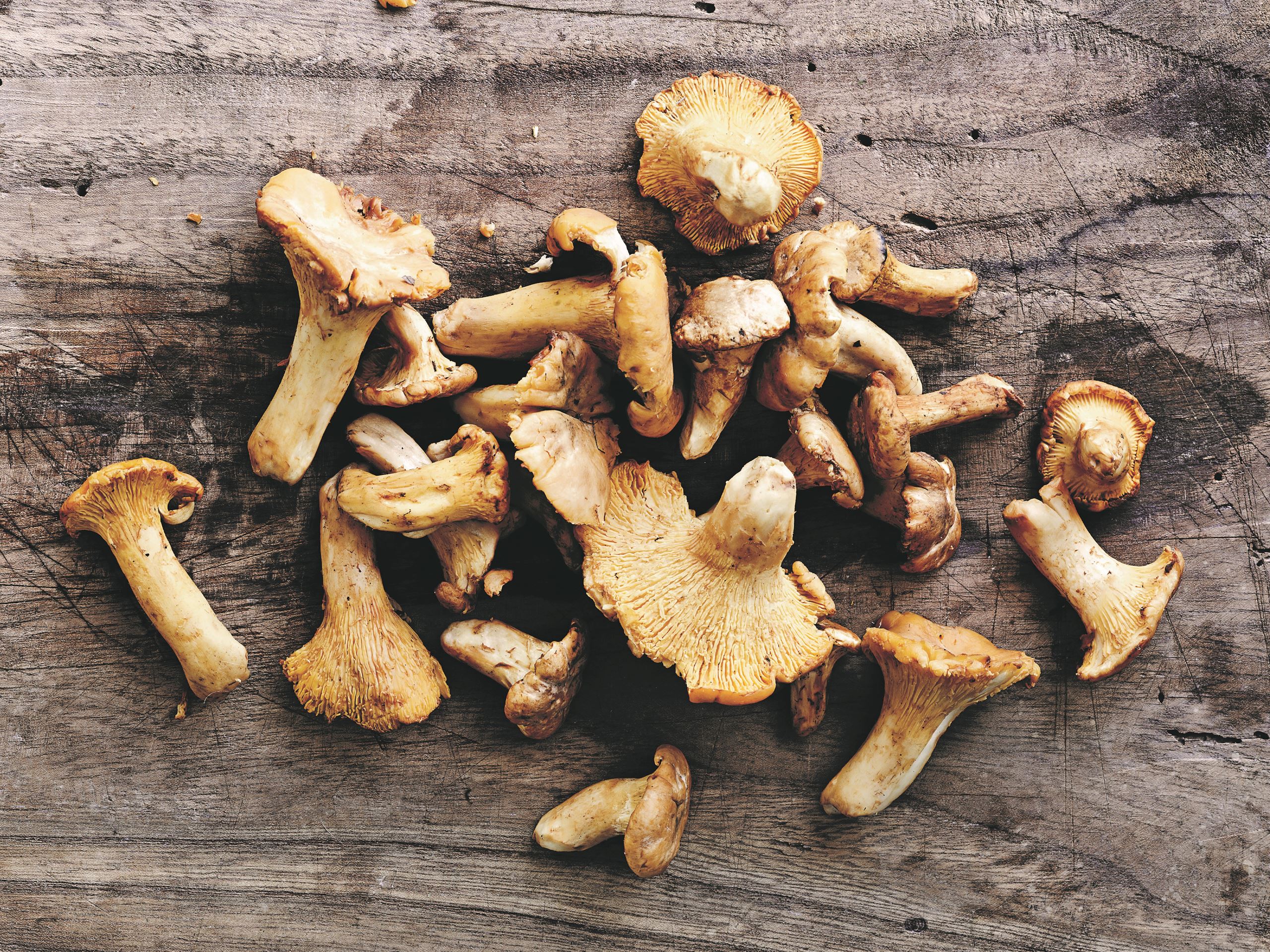 Tørrede kantareller​​​​‌﻿‍﻿​‍​‍‌‍﻿﻿‌﻿​‍‌‍‍‌‌‍‌﻿‌‍‍‌‌‍﻿‍​‍​‍​﻿‍‍​‍​‍‌﻿​﻿‌‍​‌‌‍﻿‍‌‍‍‌‌﻿‌​‌﻿‍‌​‍﻿‍‌‍‍‌‌‍﻿﻿​‍​‍​‍﻿​​‍​‍‌‍‍​‌﻿​‍‌‍‌‌‌‍‌‍​‍​‍​﻿‍‍​‍​‍‌‍‍​‌﻿‌​‌﻿‌​‌﻿​​​﻿‍‍​‍﻿﻿​‍﻿﻿‌‍﻿​‌‍﻿﻿‌‍​﻿‌‍​‌‌‍﻿​‌‍‍​‌‍﻿﻿‌﻿​﻿‌﻿‌​​﻿‍‍​﻿​﻿​﻿​﻿​﻿​﻿​﻿​﻿​‍﻿﻿‌‍‍‌‌‍﻿‍‌﻿‌​‌‍‌‌‌‍﻿‍‌﻿‌​​‍﻿﻿‌‍‌‌‌‍‌​‌‍‍‌‌﻿‌​​‍﻿﻿‌‍﻿‌‌‍﻿﻿‌‍‌​‌‍‌‌​﻿﻿‌‌﻿​​‌﻿​‍‌‍‌‌‌﻿​﻿‌‍‌‌‌‍﻿‍‌﻿‌​‌‍​‌‌﻿‌​‌‍‍‌‌‍﻿﻿‌‍﻿‍​﻿‍﻿‌‍‍‌‌‍‌​​﻿﻿‌‌‍​‍​﻿‍​‌‍‌‌‌‍‌​‌‍‌​‌‍​‌‌‍‌‌​﻿‌‌​‍﻿‌‌‍‌‍​﻿‌‍​﻿​‌‌‍‌‌​‍﻿‌​﻿‌​‌‍‌‍​﻿‌​​﻿‍‌​‍﻿‌​﻿‍‌‌‍‌​‌‍‌‍​﻿‌​​‍﻿‌‌‍​‍‌‍​﻿​﻿​‍​﻿​‍‌‍‌​​﻿​​‌‍‌‌​﻿‍​‌‍​﻿‌‍​‌​﻿‍‌‌‍‌‍​﻿‍﻿‌﻿‌​‌﻿‍‌‌﻿​​‌‍‌‌​﻿﻿‌‌‍​‌‌﻿​‍‌﻿‌​‌‍‍‌‌‍​﻿‌‍﻿​‌‍‌‌​﻿‍﻿‌﻿​​‌‍​‌‌﻿‌​‌‍‍​​﻿﻿‌‌﻿​​‌‍﻿﻿‌﻿​‍‌﻿‌​‌‍​‌‌‍​‍‌‍﻿​‌‍‌‌‌﻿‌​‌‍‌‌‌﻿‍​‌﻿‌​​‍‌‌​﻿‌‌‌​​‍‌‌﻿﻿‌‍‍﻿‌‍‌‌‌﻿‍‌​‍‌‌​﻿​﻿‌​‌​​‍‌‌​﻿​﻿‌​‌​​‍‌‌​﻿​‍​﻿​‍‌‍‌‌‌‍​‍‌‍​‍‌‍‌​‌‍‌​‌‍‌​‌‍‌‌​﻿‍‌​‍‌‌​﻿​‍​﻿​‍​‍‌‌​﻿‌‌‌​‌​​‍﻿‍‌‍​﻿‌‍​‌‌﻿​‍‌‍‌​‌﻿​﻿​‍‌‌​﻿‌‌‌​​‍‌‌﻿﻿‌‍‍﻿‌‍‌‌‌﻿‍‌​‍‌‌​﻿​﻿‌​‌​​‍‌‌​﻿​﻿‌​‌​​‍‌‌​﻿​‍​﻿​‍​﻿​‍​﻿‍‌​﻿‍‌​﻿​﻿​﻿‌‌​﻿‌‍​﻿​‌​﻿‍‌​‍‌‌​﻿​‍​﻿​‍​‍‌‌​﻿‌‌‌​‌​​‍﻿‍‌‍‍‌‌‍﻿‌‌‍​‌‌‍‌﻿‌‍‌‌​‍﻿‍‌‍​‌‌‍﻿​‌﻿‌​​﻿﻿﻿‌‍​‍‌‍​‌‌﻿​﻿‌‍‌‌‌‌‌‌‌﻿​‍‌‍﻿​​﻿﻿‌‌‍‍​‌﻿‌​‌﻿‌​‌﻿​​​‍‌‌​﻿​﻿‌​​‌​‍‌‌​﻿​‍‌​‌‍​‍‌‌​﻿​‍‌​‌‍‌‍﻿​‌‍﻿﻿‌‍​﻿‌‍​‌‌‍﻿​‌‍‍​‌‍﻿﻿‌﻿​﻿‌﻿‌​​‍‌‌​﻿​﻿‌​​‌​﻿​﻿​﻿​﻿​﻿​﻿​﻿​﻿​‍‌‍‌‍‍‌‌‍‌​​﻿﻿‌‌‍​‍​﻿‍​‌‍‌‌‌‍‌​‌‍‌​‌‍​‌‌‍‌‌​﻿‌‌​‍﻿‌‌‍‌‍​﻿‌‍​﻿​‌‌‍‌‌​‍﻿‌​﻿‌​‌‍‌‍​﻿‌​​﻿‍‌​‍﻿‌​﻿‍‌‌‍‌​‌‍‌‍​﻿‌​​‍﻿‌‌‍​‍‌‍​﻿​﻿​‍​﻿​‍‌‍‌​​﻿​​‌‍‌‌​﻿‍​‌‍​﻿‌‍​‌​﻿‍‌‌‍‌‍​‍‌‍‌﻿‌​‌﻿‍‌‌﻿​​‌‍‌‌​﻿﻿‌‌‍​‌‌﻿​‍‌﻿‌​‌‍‍‌‌‍​﻿‌‍﻿​‌‍‌‌​‍‌‍‌﻿​​‌‍​‌‌﻿‌​‌‍‍​​﻿﻿‌‌﻿​​‌‍﻿﻿‌﻿​‍‌﻿‌​‌‍​‌‌‍​‍‌‍﻿​‌‍‌‌‌﻿‌​‌‍‌‌‌﻿‍​‌﻿‌​​‍‌‌​﻿‌‌‌​​‍‌‌﻿﻿‌‍‍﻿‌‍‌‌‌﻿‍‌​‍‌‌​﻿​﻿‌​‌​​‍‌‌​﻿​﻿‌​‌​​‍‌‌​﻿​‍​﻿​‍‌‍‌‌‌‍​‍‌‍​‍‌‍‌​‌‍‌​‌‍‌​‌‍‌‌​﻿‍‌​‍‌‌​﻿​‍​﻿​‍​‍‌‌​﻿‌‌‌​‌​​‍﻿‍‌‍​﻿‌‍​‌‌﻿​‍‌‍‌​‌﻿​﻿​‍‌‌​﻿‌‌‌​​‍‌‌﻿﻿‌‍‍﻿‌‍‌‌‌﻿‍‌​‍‌‌​﻿​﻿‌​‌​​‍‌‌​﻿​﻿‌​‌​​‍‌‌​﻿​‍​﻿​‍​﻿​‍​﻿‍‌​﻿‍‌​﻿​﻿​﻿‌‌​﻿‌‍​﻿​‌​﻿‍‌​‍‌‌​﻿​‍​﻿​‍​‍‌‌​﻿‌‌‌​‌​​‍﻿‍‌‍‍‌‌‍﻿‌‌‍​‌‌‍‌﻿‌‍‌‌​‍﻿‍‌‍​‌‌‍﻿​‌﻿‌​​‍‌‍‌﻿​​‌‍‌‌‌﻿​‍‌﻿​﻿‌﻿​​‌‍‌‌‌‍​﻿‌﻿‌​‌‍‍‌‌﻿‌‍‌‍‌‌​﻿﻿‌‌﻿​​‌﻿‌‌‌‍​‍‌‍﻿​‌‍‍‌‌﻿​﻿‌‍‍​‌‍‌‌‌‍‌​​‍​‍‌﻿﻿‌