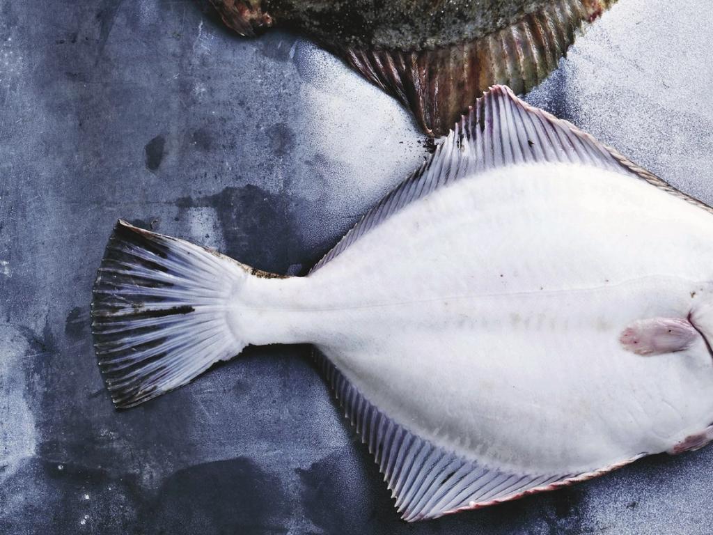 WWF Verdensnaturfonden og Meyers Kantiner støtter bæredygtigt fiskeri fra havene omkring Danmark