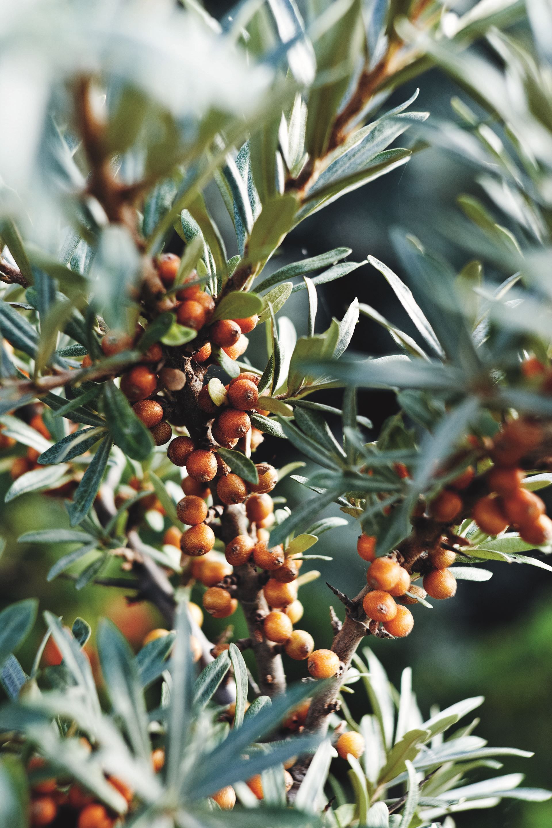 Juice af havtorn​​​​‌﻿‍﻿​‍​‍‌‍﻿﻿‌﻿​‍‌‍‍‌‌‍‌﻿‌‍‍‌‌‍﻿‍​‍​‍​﻿‍‍​‍​‍‌﻿​﻿‌‍​‌‌‍﻿‍‌‍‍‌‌﻿‌​‌﻿‍‌​‍﻿‍‌‍‍‌‌‍﻿﻿​‍​‍​‍﻿​​‍​‍‌‍‍​‌﻿​‍‌‍‌‌‌‍‌‍​‍​‍​﻿‍‍​‍​‍‌‍‍​‌﻿‌​‌﻿‌​‌﻿​​​﻿‍‍​‍﻿﻿​‍﻿﻿‌‍﻿​‌‍﻿﻿‌‍​﻿‌‍​‌‌‍﻿​‌‍‍​‌‍﻿﻿‌﻿​﻿‌﻿‌​​﻿‍‍​﻿​﻿​﻿​﻿​﻿​﻿​﻿​﻿​‍﻿﻿‌‍‍‌‌‍﻿‍‌﻿‌​‌‍‌‌‌‍﻿‍‌﻿‌​​‍﻿﻿‌‍‌‌‌‍‌​‌‍‍‌‌﻿‌​​‍﻿﻿‌‍﻿‌‌‍﻿﻿‌‍‌​‌‍‌‌​﻿﻿‌‌﻿​​‌﻿​‍‌‍‌‌‌﻿​﻿‌‍‌‌‌‍﻿‍‌﻿‌​‌‍​‌‌﻿‌​‌‍‍‌‌‍﻿﻿‌‍﻿‍​﻿‍﻿‌‍‍‌‌‍‌​​﻿﻿‌‌‍‌‍​﻿​​‌‍‌​​﻿‌‌‌‍​﻿​﻿‌​‌‍​‌​﻿​﻿​‍﻿‌​﻿​‍‌‍‌​​﻿​‍​﻿​​​‍﻿‌​﻿‌‌​﻿‍​​﻿‌​​﻿​‌​‍﻿‌​﻿‍‌​﻿​‍​﻿​‌​﻿‌﻿​‍﻿‌​﻿‌‌‌‍​‍​﻿​​​﻿‌﻿​﻿‌﻿‌‍​﻿‌‍‌​‌‍‌‌​﻿‌‍​﻿‍‌​﻿‍​‌‍‌‌​﻿‍﻿‌﻿‌​‌﻿‍‌‌﻿​​‌‍‌‌​﻿﻿‌‌﻿​‍‌‍‌‌‌‍​﻿‌‍‍‌‌﻿​​‌‍‌‌​﻿‍﻿‌﻿​​‌‍​‌‌﻿‌​‌‍‍​​﻿﻿‌‌‍‍‌‌‍﻿‌‌‍​‌‌‍‌﻿‌‍‌‌​‍﻿‍‌‍​‌‌‍﻿​‌﻿‌​​﻿﻿﻿‌‍​‍‌‍​‌‌﻿​﻿‌‍‌‌‌‌‌‌‌﻿​‍‌‍﻿​​﻿﻿‌‌‍‍​‌﻿‌​‌﻿‌​‌﻿​​​‍‌‌​﻿​﻿‌​​‌​‍‌‌​﻿​‍‌​‌‍​‍‌‌​﻿​‍‌​‌‍‌‍﻿​‌‍﻿﻿‌‍​﻿‌‍​‌‌‍﻿​‌‍‍​‌‍﻿﻿‌﻿​﻿‌﻿‌​​‍‌‌​﻿​﻿‌​​‌​﻿​﻿​﻿​﻿​﻿​﻿​﻿​﻿​‍‌‍‌‍‍‌‌‍‌​​﻿﻿‌‌‍‌‍​﻿​​‌‍‌​​﻿‌‌‌‍​﻿​﻿‌​‌‍​‌​﻿​﻿​‍﻿‌​﻿​‍‌‍‌​​﻿​‍​﻿​​​‍﻿‌​﻿‌‌​﻿‍​​﻿‌​​﻿​‌​‍﻿‌​﻿‍‌​﻿​‍​﻿​‌​﻿‌﻿​‍﻿‌​﻿‌‌‌‍​‍​﻿​​​﻿‌﻿​﻿‌﻿‌‍​﻿‌‍‌​‌‍‌‌​﻿‌‍​﻿‍‌​﻿‍​‌‍‌‌​‍‌‍‌﻿‌​‌﻿‍‌‌﻿​​‌‍‌‌​﻿﻿‌‌﻿​‍‌‍‌‌‌‍​﻿‌‍‍‌‌﻿​​‌‍‌‌​‍‌‍‌﻿​​‌‍​‌‌﻿‌​‌‍‍​​﻿﻿‌‌‍‍‌‌‍﻿‌‌‍​‌‌‍‌﻿‌‍‌‌​‍﻿‍‌‍​‌‌‍﻿​‌﻿‌​​‍‌‍‌﻿​​‌‍‌‌‌﻿​‍‌﻿​﻿‌﻿​​‌‍‌‌‌‍​﻿‌﻿‌​‌‍‍‌‌﻿‌‍‌‍‌‌​﻿﻿‌‌﻿​​‌﻿‌‌‌‍​‍‌‍﻿​‌‍‍‌‌﻿​﻿‌‍‍​‌‍‌‌‌‍‌​​‍​‍‌﻿﻿‌