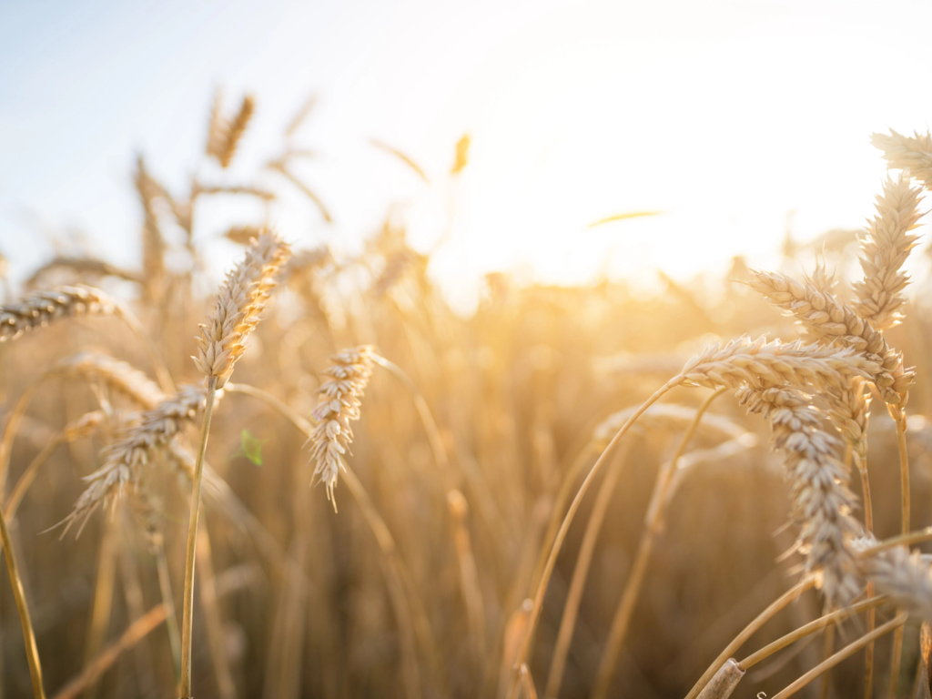 Mere end mad – sådan arbejder vi med bæredygtighed i Madhallen