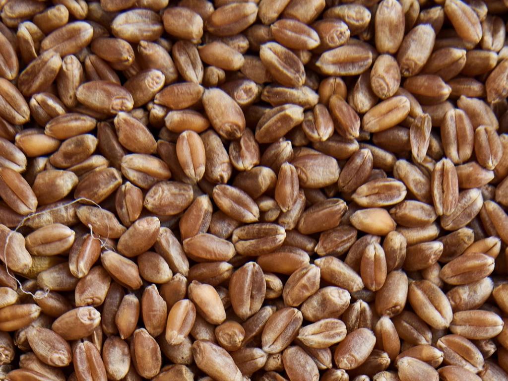 Den danske kornsort fra Mariager