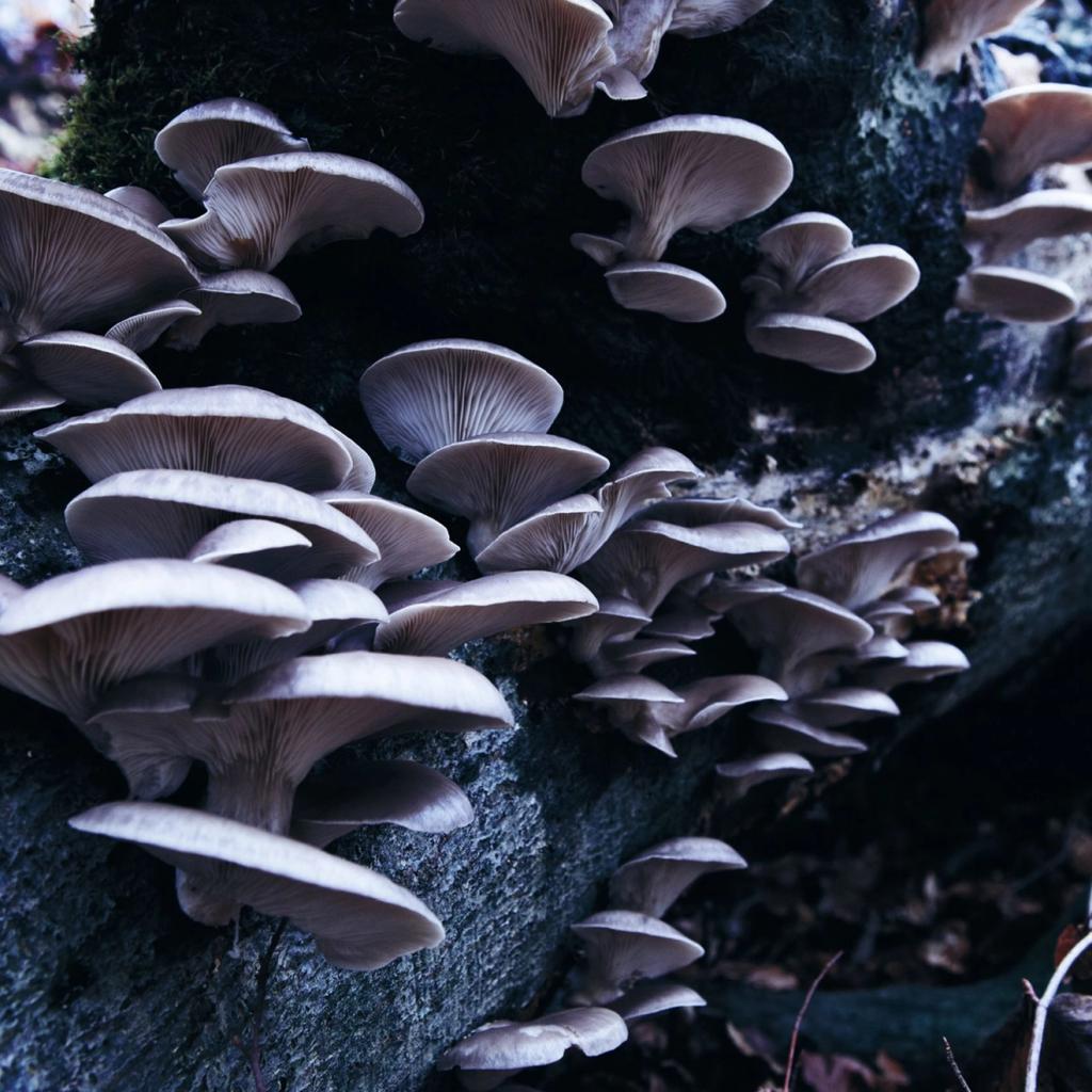 Risottokugler med pigsvampe