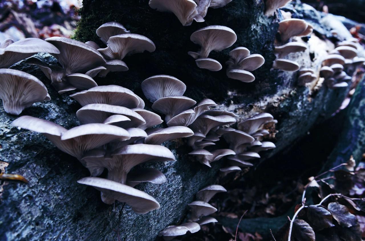 KEND DINE SPISESVAMPE​​​​‌﻿‍﻿​‍​‍‌‍﻿﻿‌﻿​‍‌‍‍‌‌‍‌﻿‌‍‍‌‌‍﻿‍​‍​‍​﻿‍‍​‍​‍‌﻿​﻿‌‍​‌‌‍﻿‍‌‍‍‌‌﻿‌​‌﻿‍‌​‍﻿‍‌‍‍‌‌‍﻿﻿​‍​‍​‍﻿​​‍​‍‌‍‍​‌﻿​‍‌‍‌‌‌‍‌‍​‍​‍​﻿‍‍​‍​‍‌‍‍​‌﻿‌​‌﻿‌​‌﻿​​​﻿‍‍​‍﻿﻿​‍﻿﻿‌‍﻿​‌‍﻿﻿‌‍​﻿‌‍​‌‌‍﻿​‌‍‍​‌‍﻿﻿‌﻿​﻿‌﻿‌​​﻿‍‍​﻿​﻿​﻿​﻿​﻿​﻿​﻿​﻿​‍﻿﻿‌‍‍‌‌‍﻿‍‌﻿‌​‌‍‌‌‌‍﻿‍‌﻿‌​​‍﻿﻿‌‍‌‌‌‍‌​‌‍‍‌‌﻿‌​​‍﻿﻿‌‍﻿‌‌‍﻿﻿‌‍‌​‌‍‌‌​﻿﻿‌‌﻿​​‌﻿​‍‌‍‌‌‌﻿​﻿‌‍‌‌‌‍﻿‍‌﻿‌​‌‍​‌‌﻿‌​‌‍‍‌‌‍﻿﻿‌‍﻿‍​﻿‍﻿‌‍‍‌‌‍‌​​﻿﻿‌​﻿‍‌​﻿‌﻿​﻿​​‌‍​‍​﻿‍‌​﻿‌​‌‍‌​​﻿​​​‍﻿‌‌‍​‍​﻿‌‌‌‍‌‌‌‍​‍​‍﻿‌​﻿‌​​﻿​‍​﻿​​‌‍‌‌​‍﻿‌‌‍​‌‌‍‌‌‌‍​‍​﻿‌‍​‍﻿‌​﻿‌‌‌‍‌‍​﻿​﻿‌‍‌‌​﻿​‌​﻿​﻿​﻿‌​​﻿‌‍​﻿​‍​﻿‍​​﻿‌﻿​﻿​‍​﻿‍﻿‌﻿‌​‌﻿‍‌‌﻿​​‌‍‌‌​﻿﻿‌‌‍​‌‌﻿​‍‌﻿‌​‌‍‍‌‌‍​﻿‌‍﻿​‌‍‌‌​﻿‍﻿‌﻿​​‌‍​‌‌﻿‌​‌‍‍​​﻿﻿‌‌﻿​​‌‍﻿﻿‌﻿​‍‌﻿‌​‌‍​‌‌‍​‍‌‍﻿​‌‍‌‌‌﻿‌​‌‍‌‌‌﻿‍​‌﻿‌​​‍‌‌​﻿‌‌‌​​‍‌‌﻿﻿‌‍‍﻿‌‍‌‌‌﻿‍‌​‍‌‌​﻿​﻿‌​‌​​‍‌‌​﻿​﻿‌​‌​​‍‌‌​﻿​‍​﻿​‍​﻿​﻿​﻿​﻿​﻿​‍​﻿‌​​﻿​‌​﻿‌​‌‍‌​​﻿‌‍​‍‌‌​﻿​‍​﻿​‍​‍‌‌​﻿‌‌‌​‌​​‍﻿‍‌﻿​﻿‌‍﻿​‌‍‍‌‌‍‌​‌‍‌‌‌﻿​﻿​‍‌‌​﻿‌‌‌​​‍‌‌﻿﻿‌‍‍﻿‌‍‌‌‌﻿‍‌​‍‌‌​﻿​﻿‌​‌​​‍‌‌​﻿​﻿‌​‌​​‍‌‌​﻿​‍​﻿​‍‌‍​‌‌‍​‌​﻿​‍‌‍‌‌​﻿​​​﻿​‍‌‍​‍​﻿‌‌​‍‌‌​﻿​‍​﻿​‍​‍‌‌​﻿‌‌‌​‌​​‍﻿‍‌‍‍‌‌‍﻿‌‌‍​‌‌‍‌﻿‌‍‌‌​‍﻿‍‌‍​‌‌‍﻿​‌﻿‌​​﻿﻿﻿‌‍​‍‌‍​‌‌﻿​﻿‌‍‌‌‌‌‌‌‌﻿​‍‌‍﻿​​﻿﻿‌‌‍‍​‌﻿‌​‌﻿‌​‌﻿​​​‍‌‌​﻿​﻿‌​​‌​‍‌‌​﻿​‍‌​‌‍​‍‌‌​﻿​‍‌​‌‍‌‍﻿​‌‍﻿﻿‌‍​﻿‌‍​‌‌‍﻿​‌‍‍​‌‍﻿﻿‌﻿​﻿‌﻿‌​​‍‌‌​﻿​﻿‌​​‌​﻿​﻿​﻿​﻿​﻿​﻿​﻿​﻿​‍‌‍‌‍‍‌‌‍‌​​﻿﻿‌​﻿‍‌​﻿‌﻿​﻿​​‌‍​‍​﻿‍‌​﻿‌​‌‍‌​​﻿​​​‍﻿‌‌‍​‍​﻿‌‌‌‍‌‌‌‍​‍​‍﻿‌​﻿‌​​﻿​‍​﻿​​‌‍‌‌​‍﻿‌‌‍​‌‌‍‌‌‌‍​‍​﻿‌‍​‍﻿‌​﻿‌‌‌‍‌‍​﻿​﻿‌‍‌‌​﻿​‌​﻿​﻿​﻿‌​​﻿‌‍​﻿​‍​﻿‍​​﻿‌﻿​﻿​‍​‍‌‍‌﻿‌​‌﻿‍‌‌﻿​​‌‍‌‌​﻿﻿‌‌‍​‌‌﻿​‍‌﻿‌​‌‍‍‌‌‍​﻿‌‍﻿​‌‍‌‌​‍‌‍‌﻿​​‌‍​‌‌﻿‌​‌‍‍​​﻿﻿‌‌﻿​​‌‍﻿﻿‌﻿​‍‌﻿‌​‌‍​‌‌‍​‍‌‍﻿​‌‍‌‌‌﻿‌​‌‍‌‌‌﻿‍​‌﻿‌​​‍‌‌​﻿‌‌‌​​‍‌‌﻿﻿‌‍‍﻿‌‍‌‌‌﻿‍‌​‍‌‌​﻿​﻿‌​‌​​‍‌‌​﻿​﻿‌​‌​​‍‌‌​﻿​‍​﻿​‍​﻿​﻿​﻿​﻿​﻿​‍​﻿‌​​﻿​‌​﻿‌​‌‍‌​​﻿‌‍​‍‌‌​﻿​‍​﻿​‍​‍‌‌​﻿‌‌‌​‌​​‍﻿‍‌﻿​﻿‌‍﻿​‌‍‍‌‌‍‌​‌‍‌‌‌﻿​﻿​‍‌‌​﻿‌‌‌​​‍‌‌﻿﻿‌‍‍﻿‌‍‌‌‌﻿‍‌​‍‌‌​﻿​﻿‌​‌​​‍‌‌​﻿​﻿‌​‌​​‍‌‌​﻿​‍​﻿​‍‌‍​‌‌‍​‌​﻿​‍‌‍‌‌​﻿​​​﻿​‍‌‍​‍​﻿‌‌​‍‌‌​﻿​‍​﻿​‍​‍‌‌​﻿‌‌‌​‌​​‍﻿‍‌‍‍‌‌‍﻿‌‌‍​‌‌‍‌﻿‌‍‌‌​‍﻿‍‌‍​‌‌‍﻿​‌﻿‌​​‍‌‍‌﻿​​‌‍‌‌‌﻿​‍‌﻿​﻿‌﻿​​‌‍‌‌‌‍​﻿‌﻿‌​‌‍‍‌‌﻿‌‍‌‍‌‌​﻿﻿‌‌﻿​​‌﻿‌‌‌‍​‍‌‍﻿​‌‍‍‌‌﻿​﻿‌‍‍​‌‍‌‌‌‍‌​​‍​‍‌﻿﻿‌