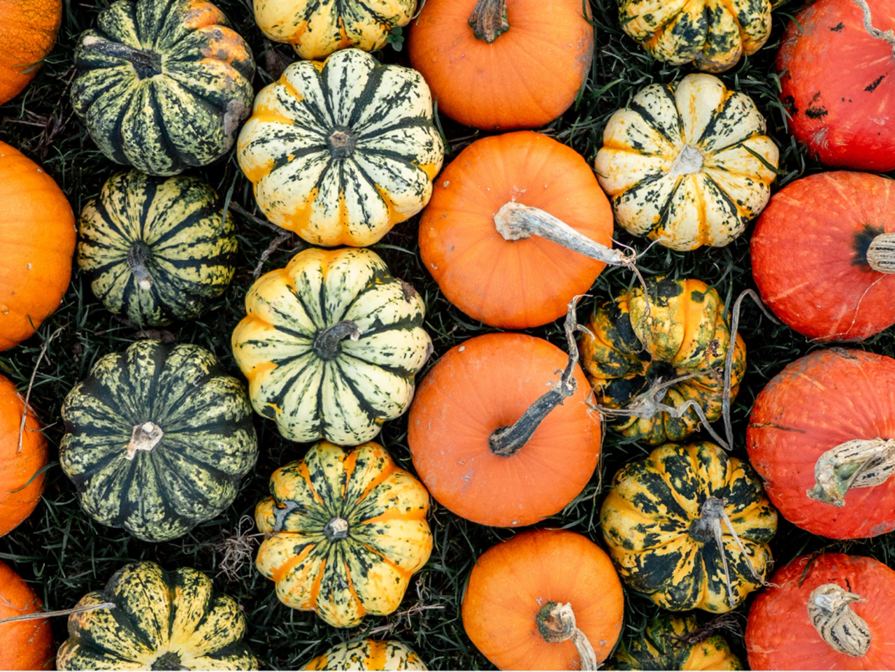 Græskar i det salte køkken​​​​‌﻿‍﻿​‍​‍‌‍﻿﻿‌﻿​‍‌‍‍‌‌‍‌﻿‌‍‍‌‌‍﻿‍​‍​‍​﻿‍‍​‍​‍‌﻿​﻿‌‍​‌‌‍﻿‍‌‍‍‌‌﻿‌​‌﻿‍‌​‍﻿‍‌‍‍‌‌‍﻿﻿​‍​‍​‍﻿​​‍​‍‌‍‍​‌﻿​‍‌‍‌‌‌‍‌‍​‍​‍​﻿‍‍​‍​‍‌‍‍​‌﻿‌​‌﻿‌​‌﻿​​​﻿‍‍​‍﻿﻿​‍﻿﻿‌‍﻿​‌‍﻿﻿‌‍​﻿‌‍​‌‌‍﻿​‌‍‍​‌‍﻿﻿‌﻿​﻿‌﻿‌​​﻿‍‍​﻿​﻿​﻿​﻿​﻿​﻿​﻿​﻿​‍﻿﻿‌‍‍‌‌‍﻿‍‌﻿‌​‌‍‌‌‌‍﻿‍‌﻿‌​​‍﻿﻿‌‍‌‌‌‍‌​‌‍‍‌‌﻿‌​​‍﻿﻿‌‍﻿‌‌‍﻿﻿‌‍‌​‌‍‌‌​﻿﻿‌‌﻿​​‌﻿​‍‌‍‌‌‌﻿​﻿‌‍‌‌‌‍﻿‍‌﻿‌​‌‍​‌‌﻿‌​‌‍‍‌‌‍﻿﻿‌‍﻿‍​﻿‍﻿‌‍‍‌‌‍‌​​﻿﻿‌​﻿​‌‌‍‌​‌‍​‍‌‍‌​​﻿‍‌‌‍​‌​﻿‌﻿‌‍​﻿​‍﻿‌​﻿‍‌‌‍​‌‌‍‌‌‌‍​‌​‍﻿‌​﻿‌​​﻿​‌​﻿‍​​﻿‌‍​‍﻿‌‌‍​‍‌‍​﻿‌‍‌​‌‍​‌​‍﻿‌‌‍​‍​﻿‌﻿​﻿‍‌‌‍‌‌​﻿​‌‌‍‌‍​﻿‍‌‌‍​‌​﻿‌‍​﻿​‍‌‍‌​​﻿​‌​﻿‍﻿‌﻿‌​‌﻿‍‌‌﻿​​‌‍‌‌​﻿﻿‌‌‍​‌‌﻿​‍‌﻿‌​‌‍‍‌‌‍​﻿‌‍﻿​‌‍‌‌​﻿‍﻿‌﻿​​‌‍​‌‌﻿‌​‌‍‍​​﻿﻿‌‌﻿​​‌‍﻿﻿‌﻿​‍‌﻿‌​‌‍​‌‌‍​‍‌‍﻿​‌‍‌‌‌﻿‌​‌‍‌‌‌﻿‍​‌﻿‌​​‍‌‌​﻿‌‌‌​​‍‌‌﻿﻿‌‍‍﻿‌‍‌‌‌﻿‍‌​‍‌‌​﻿​﻿‌​‌​​‍‌‌​﻿​﻿‌​‌​​‍‌‌​﻿​‍​﻿​‍‌‍​﻿​﻿‌﻿​﻿​﻿​﻿‍​​﻿‍‌​﻿‌‌​﻿‌‌​﻿‍‌​‍‌‌​﻿​‍​﻿​‍​‍‌‌​﻿‌‌‌​‌​​‍﻿‍‌﻿​﻿‌‍﻿​‌‍‍‌‌‍‌​‌‍‌‌‌﻿​﻿​‍‌‌​﻿‌‌‌​​‍‌‌﻿﻿‌‍‍﻿‌‍‌‌‌﻿‍‌​‍‌‌​﻿​﻿‌​‌​​‍‌‌​﻿​﻿‌​‌​​‍‌‌​﻿​‍​﻿​‍​﻿‍‌​﻿‌‌​﻿‌‍​﻿​​‌‍​﻿​﻿‌​​﻿‌﻿​﻿​​​‍‌‌​﻿​‍​﻿​‍​‍‌‌​﻿‌‌‌​‌​​‍﻿‍‌‍‍‌‌‍﻿‌‌‍​‌‌‍‌﻿‌‍‌‌​‍﻿‍‌‍​‌‌‍﻿​‌﻿‌​​﻿﻿﻿‌‍​‍‌‍​‌‌﻿​﻿‌‍‌‌‌‌‌‌‌﻿​‍‌‍﻿​​﻿﻿‌‌‍‍​‌﻿‌​‌﻿‌​‌﻿​​​‍‌‌​﻿​﻿‌​​‌​‍‌‌​﻿​‍‌​‌‍​‍‌‌​﻿​‍‌​‌‍‌‍﻿​‌‍﻿﻿‌‍​﻿‌‍​‌‌‍﻿​‌‍‍​‌‍﻿﻿‌﻿​﻿‌﻿‌​​‍‌‌​﻿​﻿‌​​‌​﻿​﻿​﻿​﻿​﻿​﻿​﻿​﻿​‍‌‍‌‍‍‌‌‍‌​​﻿﻿‌​﻿​‌‌‍‌​‌‍​‍‌‍‌​​﻿‍‌‌‍​‌​﻿‌﻿‌‍​﻿​‍﻿‌​﻿‍‌‌‍​‌‌‍‌‌‌‍​‌​‍﻿‌​﻿‌​​﻿​‌​﻿‍​​﻿‌‍​‍﻿‌‌‍​‍‌‍​﻿‌‍‌​‌‍​‌​‍﻿‌‌‍​‍​﻿‌﻿​﻿‍‌‌‍‌‌​﻿​‌‌‍‌‍​﻿‍‌‌‍​‌​﻿‌‍​﻿​‍‌‍‌​​﻿​‌​‍‌‍‌﻿‌​‌﻿‍‌‌﻿​​‌‍‌‌​﻿﻿‌‌‍​‌‌﻿​‍‌﻿‌​‌‍‍‌‌‍​﻿‌‍﻿​‌‍‌‌​‍‌‍‌﻿​​‌‍​‌‌﻿‌​‌‍‍​​﻿﻿‌‌﻿​​‌‍﻿﻿‌﻿​‍‌﻿‌​‌‍​‌‌‍​‍‌‍﻿​‌‍‌‌‌﻿‌​‌‍‌‌‌﻿‍​‌﻿‌​​‍‌‌​﻿‌‌‌​​‍‌‌﻿﻿‌‍‍﻿‌‍‌‌‌﻿‍‌​‍‌‌​﻿​﻿‌​‌​​‍‌‌​﻿​﻿‌​‌​​‍‌‌​﻿​‍​﻿​‍‌‍​﻿​﻿‌﻿​﻿​﻿​﻿‍​​﻿‍‌​﻿‌‌​﻿‌‌​﻿‍‌​‍‌‌​﻿​‍​﻿​‍​‍‌‌​﻿‌‌‌​‌​​‍﻿‍‌﻿​﻿‌‍﻿​‌‍‍‌‌‍‌​‌‍‌‌‌﻿​﻿​‍‌‌​﻿‌‌‌​​‍‌‌﻿﻿‌‍‍﻿‌‍‌‌‌﻿‍‌​‍‌‌​﻿​﻿‌​‌​​‍‌‌​﻿​﻿‌​‌​​‍‌‌​﻿​‍​﻿​‍​﻿‍‌​﻿‌‌​﻿‌‍​﻿​​‌‍​﻿​﻿‌​​﻿‌﻿​﻿​​​‍‌‌​﻿​‍​﻿​‍​‍‌‌​﻿‌‌‌​‌​​‍﻿‍‌‍‍‌‌‍﻿‌‌‍​‌‌‍‌﻿‌‍‌‌​‍﻿‍‌‍​‌‌‍﻿​‌﻿‌​​‍‌‍‌﻿​​‌‍‌‌‌﻿​‍‌﻿​﻿‌﻿​​‌‍‌‌‌‍​﻿‌﻿‌​‌‍‍‌‌﻿‌‍‌‍‌‌​﻿﻿‌‌﻿​​‌﻿‌‌‌‍​‍‌‍﻿​‌‍‍‌‌﻿​﻿‌‍‍​‌‍‌‌‌‍‌​​‍​‍‌﻿﻿‌