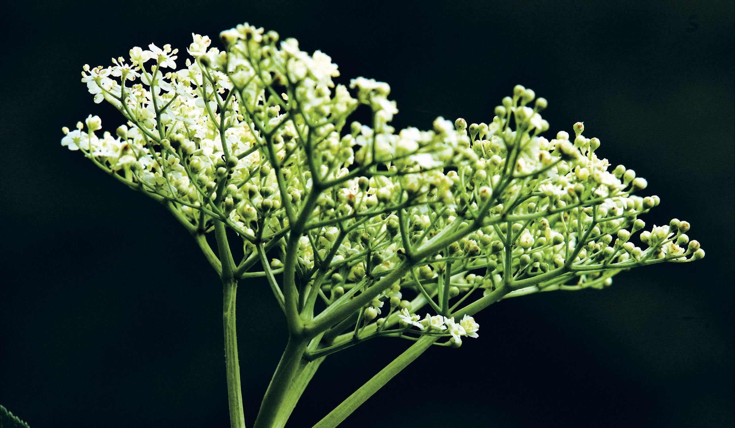 Hyldeblomst sæson​​​​‌﻿‍﻿​‍​‍‌‍﻿﻿‌﻿​‍‌‍‍‌‌‍‌﻿‌‍‍‌‌‍﻿‍​‍​‍​﻿‍‍​‍​‍‌﻿​﻿‌‍​‌‌‍﻿‍‌‍‍‌‌﻿‌​‌﻿‍‌​‍﻿‍‌‍‍‌‌‍﻿﻿​‍​‍​‍﻿​​‍​‍‌‍‍​‌﻿​‍‌‍‌‌‌‍‌‍​‍​‍​﻿‍‍​‍​‍‌‍‍​‌﻿‌​‌﻿‌​‌﻿​​​﻿‍‍​‍﻿﻿​‍﻿﻿‌‍﻿​‌‍﻿﻿‌‍​﻿‌‍​‌‌‍﻿​‌‍‍​‌‍﻿﻿‌﻿​﻿‌﻿‌​​﻿‍‍​﻿​﻿​﻿​﻿​﻿​﻿​﻿​﻿​‍﻿﻿‌‍‍‌‌‍﻿‍‌﻿‌​‌‍‌‌‌‍﻿‍‌﻿‌​​‍﻿﻿‌‍‌‌‌‍‌​‌‍‍‌‌﻿‌​​‍﻿﻿‌‍﻿‌‌‍﻿﻿‌‍‌​‌‍‌‌​﻿﻿‌‌﻿​​‌﻿​‍‌‍‌‌‌﻿​﻿‌‍‌‌‌‍﻿‍‌﻿‌​‌‍​‌‌﻿‌​‌‍‍‌‌‍﻿﻿‌‍﻿‍​﻿‍﻿‌‍‍‌‌‍‌​​﻿﻿‌‌‍​﻿​﻿​‌​﻿‍‌​﻿​‍​﻿‌﻿​﻿‍‌‌‍​﻿‌‍​﻿​‍﻿‌​﻿‍​​﻿​‌​﻿‌﻿‌‍‌​​‍﻿‌​﻿‌​​﻿‍​‌‍​‌​﻿​‌​‍﻿‌‌‍​‍‌‍‌‌‌‍​‍​﻿‍‌​‍﻿‌​﻿​​​﻿​‌​﻿‍‌​﻿‌﻿​﻿‌​​﻿‌‌‌‍‌‌​﻿‍‌‌‍‌‌‌‍​‌​﻿‌‍​﻿‌‌​﻿‍﻿‌﻿‌​‌﻿‍‌‌﻿​​‌‍‌‌​﻿﻿‌‌‍​‌‌﻿​‍‌﻿‌​‌‍‍‌‌‍​﻿‌‍﻿​‌‍‌‌​﻿‍﻿‌﻿​​‌‍​‌‌﻿‌​‌‍‍​​﻿﻿‌‌‍‍‌‌‍﻿‌‌‍​‌‌‍‌﻿‌‍‌‌​‍﻿‍‌‍​‌‌‍﻿​‌﻿‌​​﻿﻿﻿‌‍​‍‌‍​‌‌﻿​﻿‌‍‌‌‌‌‌‌‌﻿​‍‌‍﻿​​﻿﻿‌‌‍‍​‌﻿‌​‌﻿‌​‌﻿​​​‍‌‌​﻿​﻿‌​​‌​‍‌‌​﻿​‍‌​‌‍​‍‌‌​﻿​‍‌​‌‍‌‍﻿​‌‍﻿﻿‌‍​﻿‌‍​‌‌‍﻿​‌‍‍​‌‍﻿﻿‌﻿​﻿‌﻿‌​​‍‌‌​﻿​﻿‌​​‌​﻿​﻿​﻿​﻿​﻿​﻿​﻿​﻿​‍‌‍‌‍‍‌‌‍‌​​﻿﻿‌‌‍​﻿​﻿​‌​﻿‍‌​﻿​‍​﻿‌﻿​﻿‍‌‌‍​﻿‌‍​﻿​‍﻿‌​﻿‍​​﻿​‌​﻿‌﻿‌‍‌​​‍﻿‌​﻿‌​​﻿‍​‌‍​‌​﻿​‌​‍﻿‌‌‍​‍‌‍‌‌‌‍​‍​﻿‍‌​‍﻿‌​﻿​​​﻿​‌​﻿‍‌​﻿‌﻿​﻿‌​​﻿‌‌‌‍‌‌​﻿‍‌‌‍‌‌‌‍​‌​﻿‌‍​﻿‌‌​‍‌‍‌﻿‌​‌﻿‍‌‌﻿​​‌‍‌‌​﻿﻿‌‌‍​‌‌﻿​‍‌﻿‌​‌‍‍‌‌‍​﻿‌‍﻿​‌‍‌‌​‍‌‍‌﻿​​‌‍​‌‌﻿‌​‌‍‍​​﻿﻿‌‌‍‍‌‌‍﻿‌‌‍​‌‌‍‌﻿‌‍‌‌​‍﻿‍‌‍​‌‌‍﻿​‌﻿‌​​‍‌‍‌﻿​​‌‍‌‌‌﻿​‍‌﻿​﻿‌﻿​​‌‍‌‌‌‍​﻿‌﻿‌​‌‍‍‌‌﻿‌‍‌‍‌‌​﻿﻿‌‌﻿​​‌﻿‌‌‌‍​‍‌‍﻿​‌‍‍‌‌﻿​﻿‌‍‍​‌‍‌‌‌‍‌​​‍​‍‌﻿﻿‌