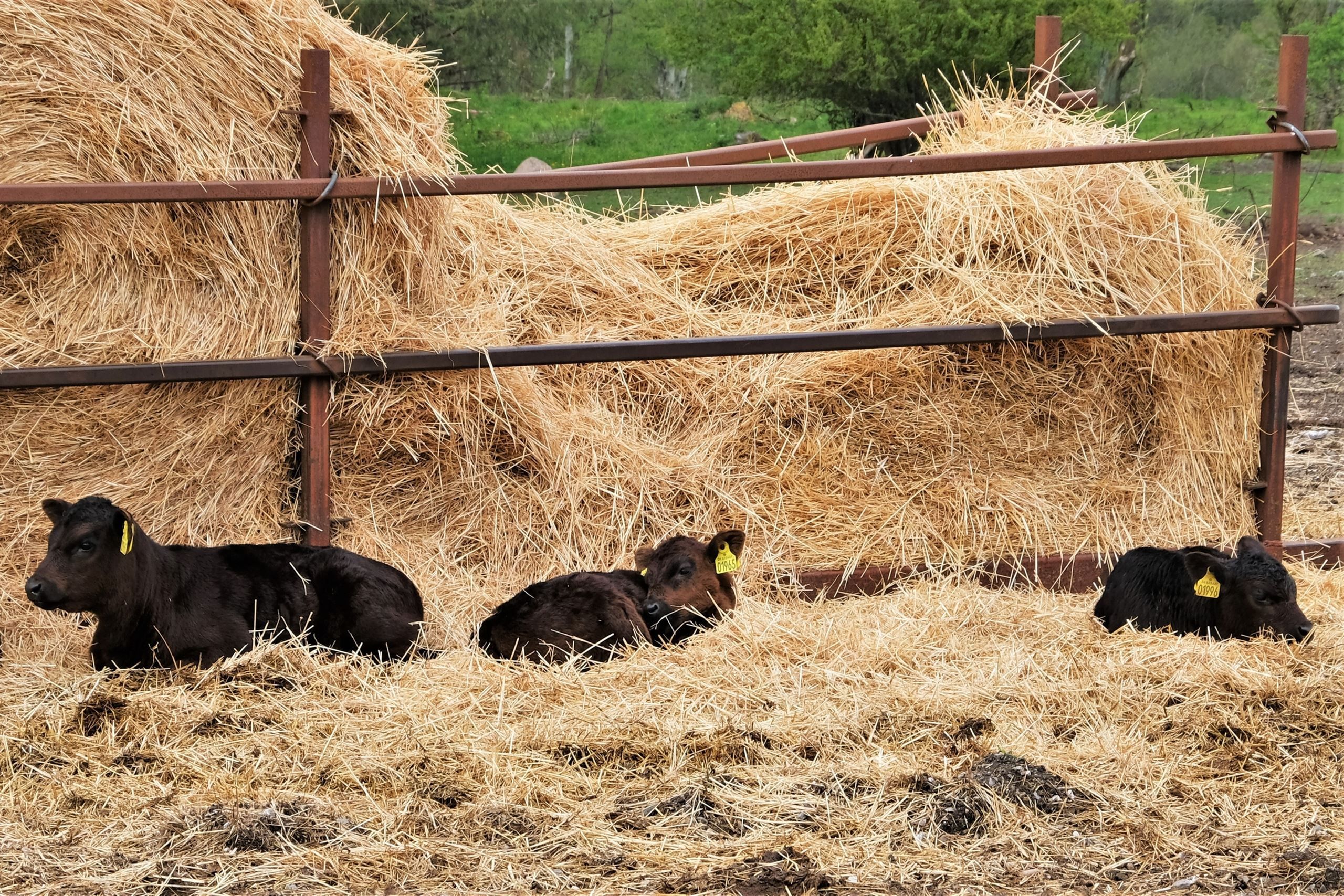De økologiske okser fra Livø​​​​‌﻿‍﻿​‍​‍‌‍﻿﻿‌﻿​‍‌‍‍‌‌‍‌﻿‌‍‍‌‌‍﻿‍​‍​‍​﻿‍‍​‍​‍‌﻿​﻿‌‍​‌‌‍﻿‍‌‍‍‌‌﻿‌​‌﻿‍‌​‍﻿‍‌‍‍‌‌‍﻿﻿​‍​‍​‍﻿​​‍​‍‌‍‍​‌﻿​‍‌‍‌‌‌‍‌‍​‍​‍​﻿‍‍​‍​‍‌‍‍​‌﻿‌​‌﻿‌​‌﻿​​​﻿‍‍​‍﻿﻿​‍﻿﻿‌‍﻿​‌‍﻿﻿‌‍​﻿‌‍​‌‌‍﻿​‌‍‍​‌‍﻿﻿‌﻿​﻿‌﻿‌​​﻿‍‍​﻿​﻿​﻿​﻿​﻿​﻿​﻿​﻿​‍﻿﻿‌‍‍‌‌‍﻿‍‌﻿‌​‌‍‌‌‌‍﻿‍‌﻿‌​​‍﻿﻿‌‍‌‌‌‍‌​‌‍‍‌‌﻿‌​​‍﻿﻿‌‍﻿‌‌‍﻿﻿‌‍‌​‌‍‌‌​﻿﻿‌‌﻿​​‌﻿​‍‌‍‌‌‌﻿​﻿‌‍‌‌‌‍﻿‍‌﻿‌​‌‍​‌‌﻿‌​‌‍‍‌‌‍﻿﻿‌‍﻿‍​﻿‍﻿‌‍‍‌‌‍‌​​﻿﻿‌​﻿‌‍​﻿​‌​﻿​‌​﻿‌​‌‍‌‍​﻿‌​‌‍​‌‌‍‌‍​‍﻿‌​﻿​‌​﻿​​​﻿‍​​﻿​‌​‍﻿‌​﻿‌​​﻿​﻿​﻿‍‌​﻿‍​​‍﻿‌​﻿‍​‌‍​﻿‌‍‌​​﻿‍​​‍﻿‌​﻿‌﻿‌‍​﻿​﻿​‌​﻿‍​​﻿​‌‌‍‌‌​﻿‍​‌‍​‍​﻿‍‌​﻿​﻿​﻿‌‍​﻿‌﻿​﻿‍﻿‌﻿‌​‌﻿‍‌‌﻿​​‌‍‌‌​﻿﻿‌‌‍​‌‌﻿​‍‌﻿‌​‌‍‍‌‌‍​﻿‌‍﻿​‌‍‌‌​﻿‍﻿‌﻿​​‌‍​‌‌﻿‌​‌‍‍​​﻿﻿‌‌‍‍‌‌‍﻿‌‌‍​‌‌‍‌﻿‌‍‌‌​‍﻿‍‌‍​‌‌‍﻿​‌﻿‌​​﻿﻿﻿‌‍​‍‌‍​‌‌﻿​﻿‌‍‌‌‌‌‌‌‌﻿​‍‌‍﻿​​﻿﻿‌‌‍‍​‌﻿‌​‌﻿‌​‌﻿​​​‍‌‌​﻿​﻿‌​​‌​‍‌‌​﻿​‍‌​‌‍​‍‌‌​﻿​‍‌​‌‍‌‍﻿​‌‍﻿﻿‌‍​﻿‌‍​‌‌‍﻿​‌‍‍​‌‍﻿﻿‌﻿​﻿‌﻿‌​​‍‌‌​﻿​﻿‌​​‌​﻿​﻿​﻿​﻿​﻿​﻿​﻿​﻿​‍‌‍‌‍‍‌‌‍‌​​﻿﻿‌​﻿‌‍​﻿​‌​﻿​‌​﻿‌​‌‍‌‍​﻿‌​‌‍​‌‌‍‌‍​‍﻿‌​﻿​‌​﻿​​​﻿‍​​﻿​‌​‍﻿‌​﻿‌​​﻿​﻿​﻿‍‌​﻿‍​​‍﻿‌​﻿‍​‌‍​﻿‌‍‌​​﻿‍​​‍﻿‌​﻿‌﻿‌‍​﻿​﻿​‌​﻿‍​​﻿​‌‌‍‌‌​﻿‍​‌‍​‍​﻿‍‌​﻿​﻿​﻿‌‍​﻿‌﻿​‍‌‍‌﻿‌​‌﻿‍‌‌﻿​​‌‍‌‌​﻿﻿‌‌‍​‌‌﻿​‍‌﻿‌​‌‍‍‌‌‍​﻿‌‍﻿​‌‍‌‌​‍‌‍‌﻿​​‌‍​‌‌﻿‌​‌‍‍​​﻿﻿‌‌‍‍‌‌‍﻿‌‌‍​‌‌‍‌﻿‌‍‌‌​‍﻿‍‌‍​‌‌‍﻿​‌﻿‌​​‍‌‍‌﻿​​‌‍‌‌‌﻿​‍‌﻿​﻿‌﻿​​‌‍‌‌‌‍​﻿‌﻿‌​‌‍‍‌‌﻿‌‍‌‍‌‌​﻿﻿‌‌﻿​​‌﻿‌‌‌‍​‍‌‍﻿​‌‍‍‌‌﻿​﻿‌‍‍​‌‍‌‌‌‍‌​​‍​‍‌﻿﻿‌
