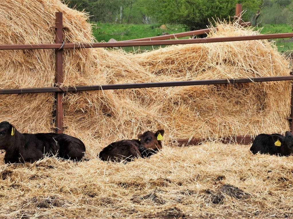 De økologiske okser fra Livø