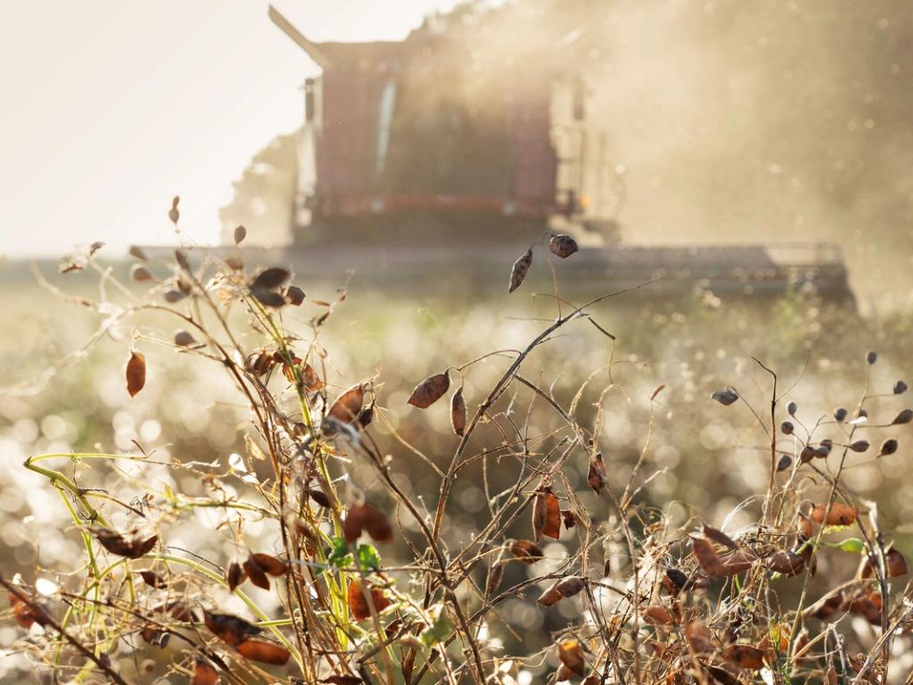 Første høst i hus: Bornholmske bønder dyrker bælgfrugter i samarbejde med Meyers