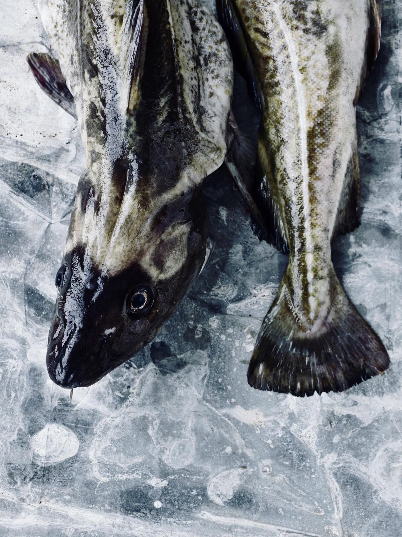 Torsk​​​​‌﻿‍﻿​‍​‍‌‍﻿﻿‌﻿​‍‌‍‍‌‌‍‌﻿‌‍‍‌‌‍﻿‍​‍​‍​﻿‍‍​‍​‍‌﻿​﻿‌‍​‌‌‍﻿‍‌‍‍‌‌﻿‌​‌﻿‍‌​‍﻿‍‌‍‍‌‌‍﻿﻿​‍​‍​‍﻿​​‍​‍‌‍‍​‌﻿​‍‌‍‌‌‌‍‌‍​‍​‍​﻿‍‍​‍​‍‌‍‍​‌﻿‌​‌﻿‌​‌﻿​​​﻿‍‍​‍﻿﻿​‍﻿﻿‌‍﻿​‌‍﻿﻿‌‍​﻿‌‍​‌‌‍﻿​‌‍‍​‌‍﻿﻿‌﻿​﻿‌﻿‌​​﻿‍‍​﻿​﻿​﻿​﻿​﻿​﻿​﻿​﻿​‍﻿﻿‌‍‍‌‌‍﻿‍‌﻿‌​‌‍‌‌‌‍﻿‍‌﻿‌​​‍﻿﻿‌‍‌‌‌‍‌​‌‍‍‌‌﻿‌​​‍﻿﻿‌‍﻿‌‌‍﻿﻿‌‍‌​‌‍‌‌​﻿﻿‌‌﻿​​‌﻿​‍‌‍‌‌‌﻿​﻿‌‍‌‌‌‍﻿‍‌﻿‌​‌‍​‌‌﻿‌​‌‍‍‌‌‍﻿﻿‌‍﻿‍​﻿‍﻿‌‍‍‌‌‍‌​​﻿﻿‌‌‍​‌​﻿‍‌​﻿‌﻿​﻿​‍​﻿​﻿​﻿‌​​﻿​‌​﻿‍‌​‍﻿‌‌‍‌‍​﻿‌​‌‍​‍​﻿‍‌​‍﻿‌​﻿‌​​﻿‌‌‌‍‌‍​﻿​​​‍﻿‌​﻿‍‌​﻿‍​​﻿​﻿​﻿‌‍​‍﻿‌​﻿‌​​﻿‌‌​﻿‌﻿​﻿‌﻿​﻿​﻿‌‍‌‌​﻿‌​‌‍​﻿​﻿‌‍‌‍‌​​﻿‌‌​﻿‌‌​﻿‍﻿‌﻿‌​‌﻿‍‌‌﻿​​‌‍‌‌​﻿﻿‌‌‍​‌‌﻿​‍‌﻿‌​‌‍‍‌‌‍​﻿‌‍﻿​‌‍‌‌​﻿‍﻿‌﻿​​‌‍​‌‌﻿‌​‌‍‍​​﻿﻿‌‌﻿​​‌‍﻿﻿‌﻿​‍‌﻿‌​‌‍​‌‌‍​‍‌‍﻿​‌‍‌‌‌﻿‌​‌‍‌‌‌﻿‍​‌﻿‌​​‍‌‌​﻿‌‌‌​​‍‌‌﻿﻿‌‍‍﻿‌‍‌‌‌﻿‍‌​‍‌‌​﻿​﻿‌​‌​​‍‌‌​﻿​﻿‌​‌​​‍‌‌​﻿​‍​﻿​‍​﻿​‌​﻿​﻿‌‍​﻿‌‍‌​​﻿​​​﻿‍​​﻿‌‍​﻿‍​​‍‌‌​﻿​‍​﻿​‍​‍‌‌​﻿‌‌‌​‌​​‍﻿‍‌﻿​﻿‌‍﻿​‌‍‍‌‌‍‌​‌‍‌‌‌﻿​﻿​‍‌‌​﻿‌‌‌​​‍‌‌﻿﻿‌‍‍﻿‌‍‌‌‌﻿‍‌​‍‌‌​﻿​﻿‌​‌​​‍‌‌​﻿​﻿‌​‌​​‍‌‌​﻿​‍​﻿​‍​﻿​﻿​﻿​​​﻿​‍‌‍‌‌​﻿​﻿​﻿​‍​﻿‌﻿​﻿​‌​‍‌‌​﻿​‍​﻿​‍​‍‌‌​﻿‌‌‌​‌​​‍﻿‍‌‍‍‌‌‍﻿‌‌‍​‌‌‍‌﻿‌‍‌‌​‍﻿‍‌‍​‌‌‍﻿​‌﻿‌​​﻿﻿﻿‌‍​‍‌‍​‌‌﻿​﻿‌‍‌‌‌‌‌‌‌﻿​‍‌‍﻿​​﻿﻿‌‌‍‍​‌﻿‌​‌﻿‌​‌﻿​​​‍‌‌​﻿​﻿‌​​‌​‍‌‌​﻿​‍‌​‌‍​‍‌‌​﻿​‍‌​‌‍‌‍﻿​‌‍﻿﻿‌‍​﻿‌‍​‌‌‍﻿​‌‍‍​‌‍﻿﻿‌﻿​﻿‌﻿‌​​‍‌‌​﻿​﻿‌​​‌​﻿​﻿​﻿​﻿​﻿​﻿​﻿​﻿​‍‌‍‌‍‍‌‌‍‌​​﻿﻿‌‌‍​‌​﻿‍‌​﻿‌﻿​﻿​‍​﻿​﻿​﻿‌​​﻿​‌​﻿‍‌​‍﻿‌‌‍‌‍​﻿‌​‌‍​‍​﻿‍‌​‍﻿‌​﻿‌​​﻿‌‌‌‍‌‍​﻿​​​‍﻿‌​﻿‍‌​﻿‍​​﻿​﻿​﻿‌‍​‍﻿‌​﻿‌​​﻿‌‌​﻿‌﻿​﻿‌﻿​﻿​﻿‌‍‌‌​﻿‌​‌‍​﻿​﻿‌‍‌‍‌​​﻿‌‌​﻿‌‌​‍‌‍‌﻿‌​‌﻿‍‌‌﻿​​‌‍‌‌​﻿﻿‌‌‍​‌‌﻿​‍‌﻿‌​‌‍‍‌‌‍​﻿‌‍﻿​‌‍‌‌​‍‌‍‌﻿​​‌‍​‌‌﻿‌​‌‍‍​​﻿﻿‌‌﻿​​‌‍﻿﻿‌﻿​‍‌﻿‌​‌‍​‌‌‍​‍‌‍﻿​‌‍‌‌‌﻿‌​‌‍‌‌‌﻿‍​‌﻿‌​​‍‌‌​﻿‌‌‌​​‍‌‌﻿﻿‌‍‍﻿‌‍‌‌‌﻿‍‌​‍‌‌​﻿​﻿‌​‌​​‍‌‌​﻿​﻿‌​‌​​‍‌‌​﻿​‍​﻿​‍​﻿​‌​﻿​﻿‌‍​﻿‌‍‌​​﻿​​​﻿‍​​﻿‌‍​﻿‍​​‍‌‌​﻿​‍​﻿​‍​‍‌‌​﻿‌‌‌​‌​​‍﻿‍‌﻿​﻿‌‍﻿​‌‍‍‌‌‍‌​‌‍‌‌‌﻿​﻿​‍‌‌​﻿‌‌‌​​‍‌‌﻿﻿‌‍‍﻿‌‍‌‌‌﻿‍‌​‍‌‌​﻿​﻿‌​‌​​‍‌‌​﻿​﻿‌​‌​​‍‌‌​﻿​‍​﻿​‍​﻿​﻿​﻿​​​﻿​‍‌‍‌‌​﻿​﻿​﻿​‍​﻿‌﻿​﻿​‌​‍‌‌​﻿​‍​﻿​‍​‍‌‌​﻿‌‌‌​‌​​‍﻿‍‌‍‍‌‌‍﻿‌‌‍​‌‌‍‌﻿‌‍‌‌​‍﻿‍‌‍​‌‌‍﻿​‌﻿‌​​‍‌‍‌﻿​​‌‍‌‌‌﻿​‍‌﻿​﻿‌﻿​​‌‍‌‌‌‍​﻿‌﻿‌​‌‍‍‌‌﻿‌‍‌‍‌‌​﻿﻿‌‌﻿​​‌﻿‌‌‌‍​‍‌‍﻿​‌‍‍‌‌﻿​﻿‌‍‍​‌‍‌‌‌‍‌​​‍​‍‌﻿﻿‌