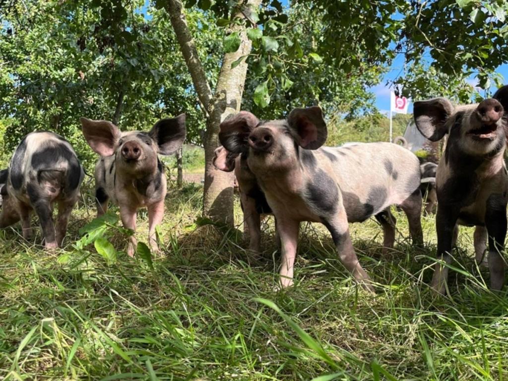 Mød en samarbejdspartner - Troldgaarden