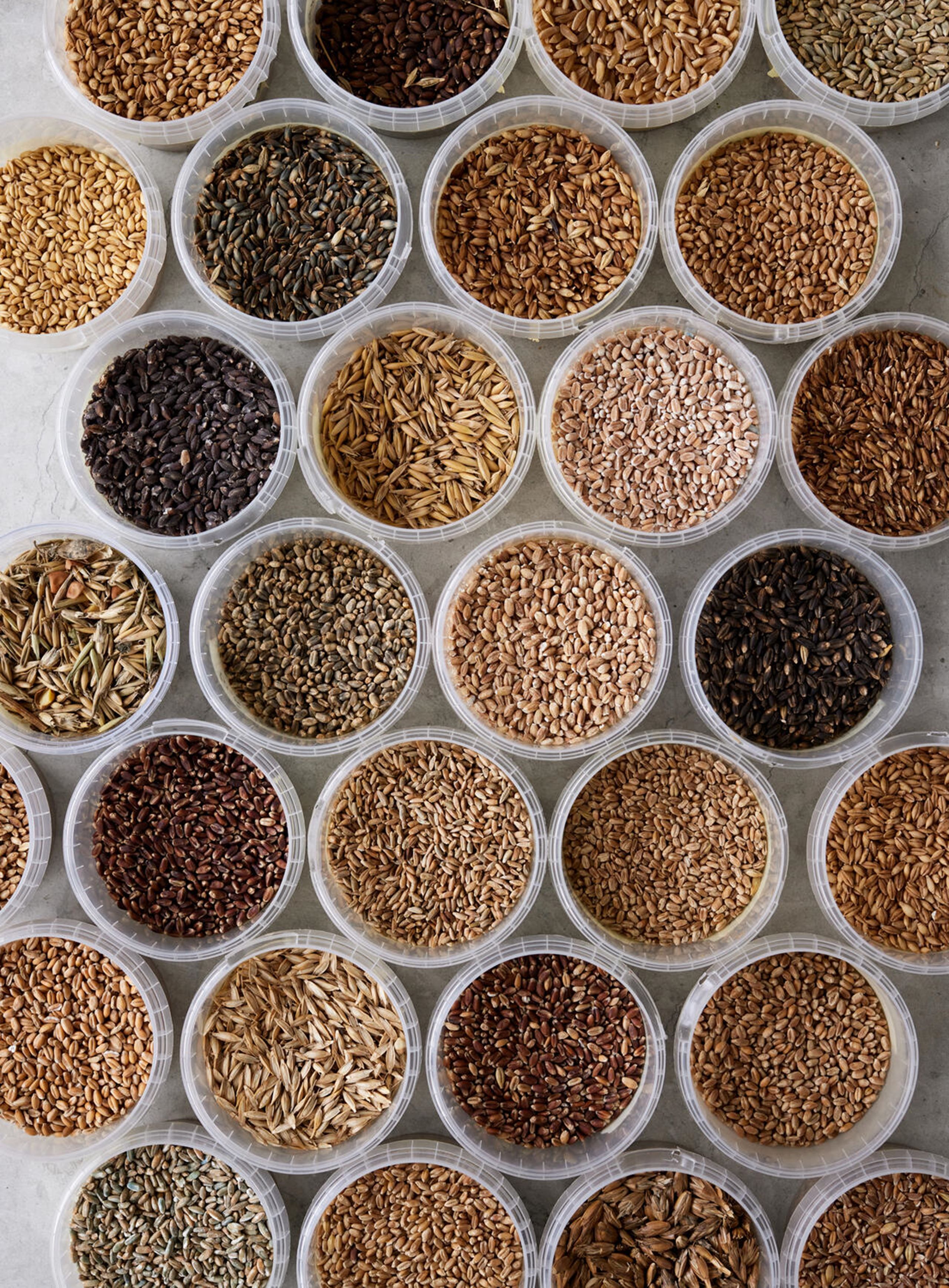 Hvilket korn og mel skal jeg bruge?​​​​‌﻿‍﻿​‍​‍‌‍﻿﻿‌﻿​‍‌‍‍‌‌‍‌﻿‌‍‍‌‌‍﻿‍​‍​‍​﻿‍‍​‍​‍‌﻿​﻿‌‍​‌‌‍﻿‍‌‍‍‌‌﻿‌​‌﻿‍‌​‍﻿‍‌‍‍‌‌‍﻿﻿​‍​‍​‍﻿​​‍​‍‌‍‍​‌﻿​‍‌‍‌‌‌‍‌‍​‍​‍​﻿‍‍​‍​‍‌‍‍​‌﻿‌​‌﻿‌​‌﻿​​​﻿‍‍​‍﻿﻿​‍﻿﻿‌‍﻿​‌‍﻿﻿‌‍​﻿‌‍​‌‌‍﻿​‌‍‍​‌‍﻿﻿‌﻿​﻿‌﻿‌​​﻿‍‍​﻿​﻿​﻿​﻿​﻿​﻿​﻿​﻿​‍﻿﻿‌‍‍‌‌‍﻿‍‌﻿‌​‌‍‌‌‌‍﻿‍‌﻿‌​​‍﻿﻿‌‍‌‌‌‍‌​‌‍‍‌‌﻿‌​​‍﻿﻿‌‍﻿‌‌‍﻿﻿‌‍‌​‌‍‌‌​﻿﻿‌‌﻿​​‌﻿​‍‌‍‌‌‌﻿​﻿‌‍‌‌‌‍﻿‍‌﻿‌​‌‍​‌‌﻿‌​‌‍‍‌‌‍﻿﻿‌‍﻿‍​﻿‍﻿‌‍‍‌‌‍‌​​﻿﻿‌​﻿​‌​﻿​​​﻿‍‌‌‍‌‌​﻿​‌‌‍‌​​﻿​‌​﻿​‍​‍﻿‌‌‍​‌​﻿‍​​﻿‌‍​﻿​​​‍﻿‌​﻿‌​‌‍‌‌​﻿‍‌​﻿‌​​‍﻿‌‌‍​‍​﻿‌﻿‌‍‌‍‌‍​﻿​‍﻿‌‌‍​﻿‌‍​﻿​﻿‌‍​﻿‍‌​﻿​‌​﻿‌​‌‍​﻿​﻿​​​﻿‌‌‌‍‌‌​﻿​‌​﻿‌﻿​﻿‍﻿‌﻿‌​‌﻿‍‌‌﻿​​‌‍‌‌​﻿﻿‌‌‍​‌‌﻿​‍‌﻿‌​‌‍‍‌‌‍​﻿‌‍﻿​‌‍‌‌​﻿‍﻿‌﻿​​‌‍​‌‌﻿‌​‌‍‍​​﻿﻿‌‌‍‍‌‌‍﻿‌‌‍​‌‌‍‌﻿‌‍‌‌​‍﻿‍‌‍​‌‌‍﻿​‌﻿‌​​﻿﻿﻿‌‍​‍‌‍​‌‌﻿​﻿‌‍‌‌‌‌‌‌‌﻿​‍‌‍﻿​​﻿﻿‌‌‍‍​‌﻿‌​‌﻿‌​‌﻿​​​‍‌‌​﻿​﻿‌​​‌​‍‌‌​﻿​‍‌​‌‍​‍‌‌​﻿​‍‌​‌‍‌‍﻿​‌‍﻿﻿‌‍​﻿‌‍​‌‌‍﻿​‌‍‍​‌‍﻿﻿‌﻿​﻿‌﻿‌​​‍‌‌​﻿​﻿‌​​‌​﻿​﻿​﻿​﻿​﻿​﻿​﻿​﻿​‍‌‍‌‍‍‌‌‍‌​​﻿﻿‌​﻿​‌​﻿​​​﻿‍‌‌‍‌‌​﻿​‌‌‍‌​​﻿​‌​﻿​‍​‍﻿‌‌‍​‌​﻿‍​​﻿‌‍​﻿​​​‍﻿‌​﻿‌​‌‍‌‌​﻿‍‌​﻿‌​​‍﻿‌‌‍​‍​﻿‌﻿‌‍‌‍‌‍​﻿​‍﻿‌‌‍​﻿‌‍​﻿​﻿‌‍​﻿‍‌​﻿​‌​﻿‌​‌‍​﻿​﻿​​​﻿‌‌‌‍‌‌​﻿​‌​﻿‌﻿​‍‌‍‌﻿‌​‌﻿‍‌‌﻿​​‌‍‌‌​﻿﻿‌‌‍​‌‌﻿​‍‌﻿‌​‌‍‍‌‌‍​﻿‌‍﻿​‌‍‌‌​‍‌‍‌﻿​​‌‍​‌‌﻿‌​‌‍‍​​﻿﻿‌‌‍‍‌‌‍﻿‌‌‍​‌‌‍‌﻿‌‍‌‌​‍﻿‍‌‍​‌‌‍﻿​‌﻿‌​​‍‌‍‌﻿​​‌‍‌‌‌﻿​‍‌﻿​﻿‌﻿​​‌‍‌‌‌‍​﻿‌﻿‌​‌‍‍‌‌﻿‌‍‌‍‌‌​﻿﻿‌‌﻿​​‌﻿‌‌‌‍​‍‌‍﻿​‌‍‍‌‌﻿​﻿‌‍‍​‌‍‌‌‌‍‌​​‍​‍‌﻿﻿‌