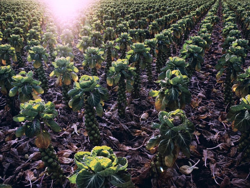 Almanak 10 års jubilæum 