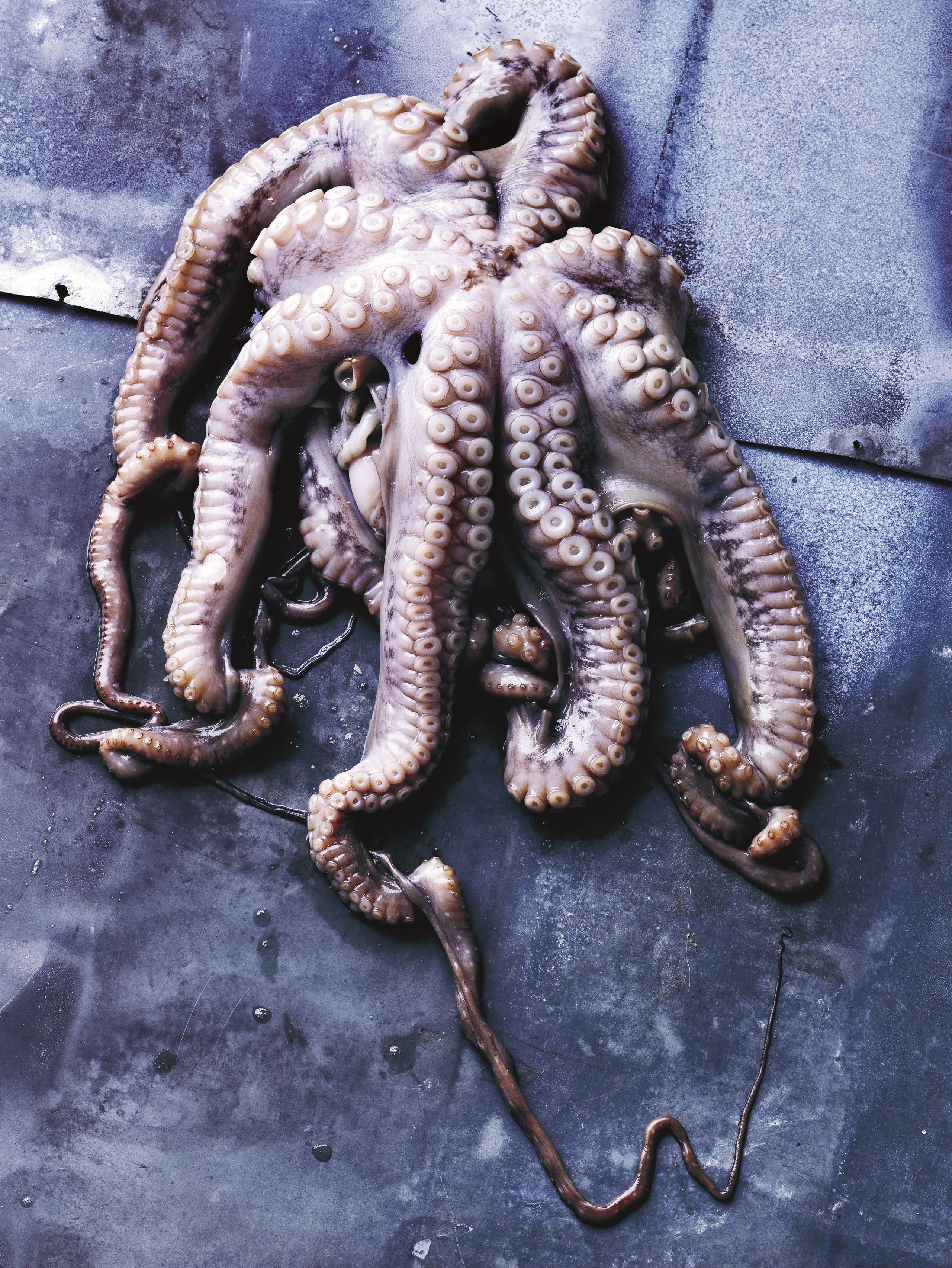 Lynstegt blæksprutte​​​​‌﻿‍﻿​‍​‍‌‍﻿﻿‌﻿​‍‌‍‍‌‌‍‌﻿‌‍‍‌‌‍﻿‍​‍​‍​﻿‍‍​‍​‍‌﻿​﻿‌‍​‌‌‍﻿‍‌‍‍‌‌﻿‌​‌﻿‍‌​‍﻿‍‌‍‍‌‌‍﻿﻿​‍​‍​‍﻿​​‍​‍‌‍‍​‌﻿​‍‌‍‌‌‌‍‌‍​‍​‍​﻿‍‍​‍​‍‌‍‍​‌﻿‌​‌﻿‌​‌﻿​​​﻿‍‍​‍﻿﻿​‍﻿﻿‌‍﻿​‌‍﻿﻿‌‍​﻿‌‍​‌‌‍﻿​‌‍‍​‌‍﻿﻿‌﻿​﻿‌﻿‌​​﻿‍‍​﻿​﻿​﻿​﻿​﻿​﻿​﻿​﻿​‍﻿﻿‌‍‍‌‌‍﻿‍‌﻿‌​‌‍‌‌‌‍﻿‍‌﻿‌​​‍﻿﻿‌‍‌‌‌‍‌​‌‍‍‌‌﻿‌​​‍﻿﻿‌‍﻿‌‌‍﻿﻿‌‍‌​‌‍‌‌​﻿﻿‌‌﻿​​‌﻿​‍‌‍‌‌‌﻿​﻿‌‍‌‌‌‍﻿‍‌﻿‌​‌‍​‌‌﻿‌​‌‍‍‌‌‍﻿﻿‌‍﻿‍​﻿‍﻿‌‍‍‌‌‍‌​​﻿﻿‌​﻿‌‍‌‍‌​​﻿‍‌‌‍‌‌​﻿​﻿​﻿​​​﻿​​​﻿​‌​‍﻿‌‌‍​‍​﻿‍‌​﻿‌﻿​﻿‍‌​‍﻿‌​﻿‌​​﻿‌﻿​﻿‌‍​﻿‍​​‍﻿‌​﻿‍‌‌‍‌‌‌‍‌‌‌‍​‍​‍﻿‌​﻿​​‌‍‌‌​﻿​﻿‌‍​‍‌‍‌‌‌‍​﻿​﻿​​​﻿‌‍‌‍​‌​﻿‌‌​﻿​﻿​﻿‍​​﻿‍﻿‌﻿‌​‌﻿‍‌‌﻿​​‌‍‌‌​﻿﻿‌‌‍​‌‌﻿​‍‌﻿‌​‌‍‍‌‌‍​﻿‌‍﻿​‌‍‌‌​﻿‍﻿‌﻿​​‌‍​‌‌﻿‌​‌‍‍​​﻿﻿‌‌﻿​​‌‍﻿﻿‌﻿​‍‌﻿‌​‌‍​‌‌‍​‍‌‍﻿​‌‍‌‌‌﻿‌​‌‍‌‌‌﻿‍​‌﻿‌​​‍‌‌​﻿‌‌‌​​‍‌‌﻿﻿‌‍‍﻿‌‍‌‌‌﻿‍‌​‍‌‌​﻿​﻿‌​‌​​‍‌‌​﻿​﻿‌​‌​​‍‌‌​﻿​‍​﻿​‍‌‍‌​​﻿‍‌‌‍​﻿​﻿​‌​﻿​‍​﻿​﻿​﻿‌‌​﻿​​​‍‌‌​﻿​‍​﻿​‍​‍‌‌​﻿‌‌‌​‌​​‍﻿‍‌‍​﻿‌‍​‌‌﻿​‍‌‍‌​‌﻿​﻿​‍‌‌​﻿‌‌‌​​‍‌‌﻿﻿‌‍‍﻿‌‍‌‌‌﻿‍‌​‍‌‌​﻿​﻿‌​‌​​‍‌‌​﻿​﻿‌​‌​​‍‌‌​﻿​‍​﻿​‍‌‍​‍​﻿‌​​﻿​‍​﻿​﻿‌‍​‌‌‍​﻿​﻿‌‌​﻿‌​​‍‌‌​﻿​‍​﻿​‍​‍‌‌​﻿‌‌‌​‌​​‍﻿‍‌‍‍‌‌‍﻿‌‌‍​‌‌‍‌﻿‌‍‌‌​‍﻿‍‌‍​‌‌‍﻿​‌﻿‌​​﻿﻿﻿‌‍​‍‌‍​‌‌﻿​﻿‌‍‌‌‌‌‌‌‌﻿​‍‌‍﻿​​﻿﻿‌‌‍‍​‌﻿‌​‌﻿‌​‌﻿​​​‍‌‌​﻿​﻿‌​​‌​‍‌‌​﻿​‍‌​‌‍​‍‌‌​﻿​‍‌​‌‍‌‍﻿​‌‍﻿﻿‌‍​﻿‌‍​‌‌‍﻿​‌‍‍​‌‍﻿﻿‌﻿​﻿‌﻿‌​​‍‌‌​﻿​﻿‌​​‌​﻿​﻿​﻿​﻿​﻿​﻿​﻿​﻿​‍‌‍‌‍‍‌‌‍‌​​﻿﻿‌​﻿‌‍‌‍‌​​﻿‍‌‌‍‌‌​﻿​﻿​﻿​​​﻿​​​﻿​‌​‍﻿‌‌‍​‍​﻿‍‌​﻿‌﻿​﻿‍‌​‍﻿‌​﻿‌​​﻿‌﻿​﻿‌‍​﻿‍​​‍﻿‌​﻿‍‌‌‍‌‌‌‍‌‌‌‍​‍​‍﻿‌​﻿​​‌‍‌‌​﻿​﻿‌‍​‍‌‍‌‌‌‍​﻿​﻿​​​﻿‌‍‌‍​‌​﻿‌‌​﻿​﻿​﻿‍​​‍‌‍‌﻿‌​‌﻿‍‌‌﻿​​‌‍‌‌​﻿﻿‌‌‍​‌‌﻿​‍‌﻿‌​‌‍‍‌‌‍​﻿‌‍﻿​‌‍‌‌​‍‌‍‌﻿​​‌‍​‌‌﻿‌​‌‍‍​​﻿﻿‌‌﻿​​‌‍﻿﻿‌﻿​‍‌﻿‌​‌‍​‌‌‍​‍‌‍﻿​‌‍‌‌‌﻿‌​‌‍‌‌‌﻿‍​‌﻿‌​​‍‌‌​﻿‌‌‌​​‍‌‌﻿﻿‌‍‍﻿‌‍‌‌‌﻿‍‌​‍‌‌​﻿​﻿‌​‌​​‍‌‌​﻿​﻿‌​‌​​‍‌‌​﻿​‍​﻿​‍‌‍‌​​﻿‍‌‌‍​﻿​﻿​‌​﻿​‍​﻿​﻿​﻿‌‌​﻿​​​‍‌‌​﻿​‍​﻿​‍​‍‌‌​﻿‌‌‌​‌​​‍﻿‍‌‍​﻿‌‍​‌‌﻿​‍‌‍‌​‌﻿​﻿​‍‌‌​﻿‌‌‌​​‍‌‌﻿﻿‌‍‍﻿‌‍‌‌‌﻿‍‌​‍‌‌​﻿​﻿‌​‌​​‍‌‌​﻿​﻿‌​‌​​‍‌‌​﻿​‍​﻿​‍‌‍​‍​﻿‌​​﻿​‍​﻿​﻿‌‍​‌‌‍​﻿​﻿‌‌​﻿‌​​‍‌‌​﻿​‍​﻿​‍​‍‌‌​﻿‌‌‌​‌​​‍﻿‍‌‍‍‌‌‍﻿‌‌‍​‌‌‍‌﻿‌‍‌‌​‍﻿‍‌‍​‌‌‍﻿​‌﻿‌​​‍‌‍‌﻿​​‌‍‌‌‌﻿​‍‌﻿​﻿‌﻿​​‌‍‌‌‌‍​﻿‌﻿‌​‌‍‍‌‌﻿‌‍‌‍‌‌​﻿﻿‌‌﻿​​‌﻿‌‌‌‍​‍‌‍﻿​‌‍‍‌‌﻿​﻿‌‍‍​‌‍‌‌‌‍‌​​‍​‍‌﻿﻿‌