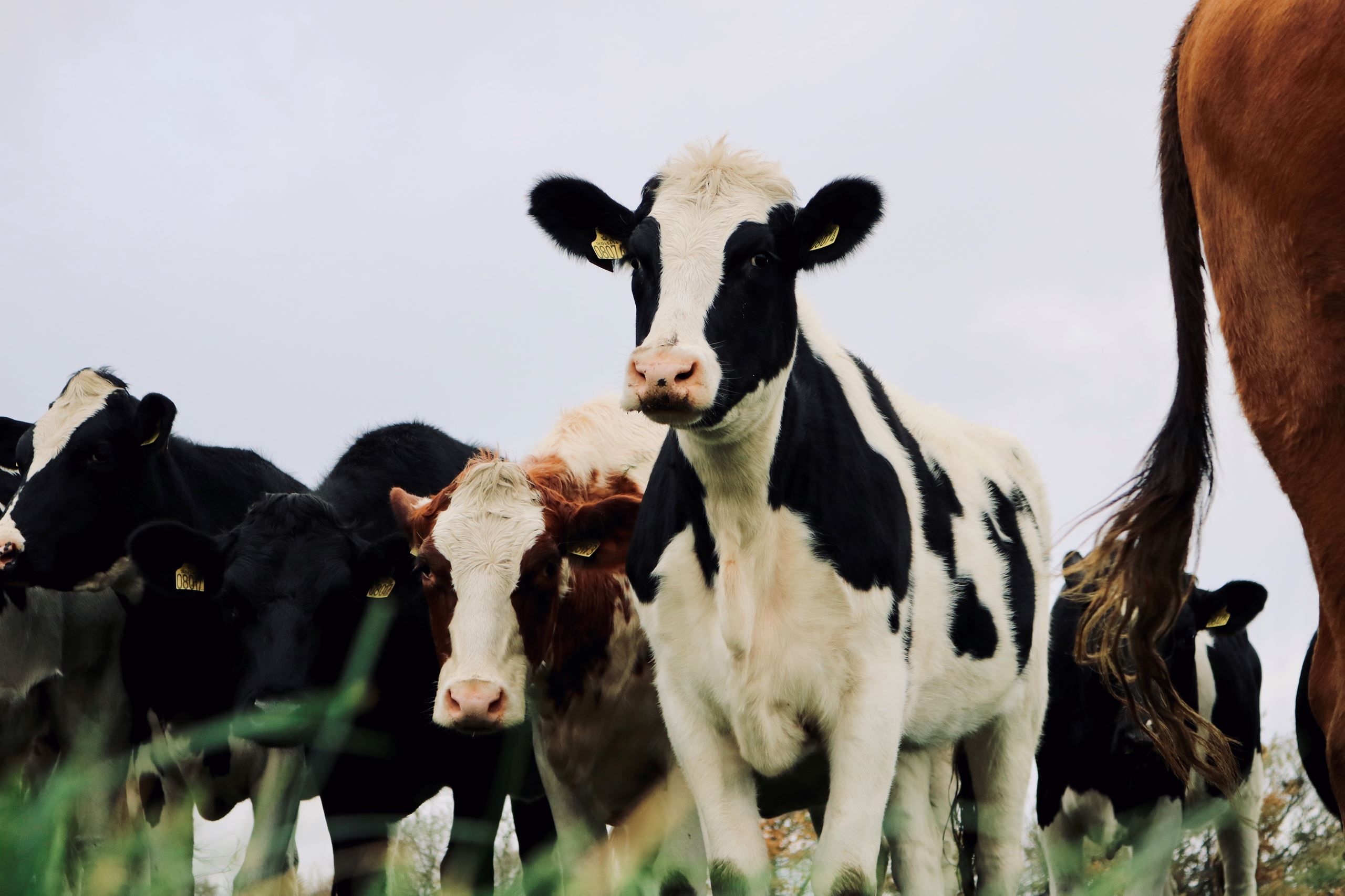 Kun det bedste kød er godt nok: nyt samarbejde med dedikerede landmænd​​​​‌﻿‍﻿​‍​‍‌‍﻿﻿‌﻿​‍‌‍‍‌‌‍‌﻿‌‍‍‌‌‍﻿‍​‍​‍​﻿‍‍​‍​‍‌﻿​﻿‌‍​‌‌‍﻿‍‌‍‍‌‌﻿‌​‌﻿‍‌​‍﻿‍‌‍‍‌‌‍﻿﻿​‍​‍​‍﻿​​‍​‍‌‍‍​‌﻿​‍‌‍‌‌‌‍‌‍​‍​‍​﻿‍‍​‍​‍‌‍‍​‌﻿‌​‌﻿‌​‌﻿​​​﻿‍‍​‍﻿﻿​‍﻿﻿‌‍﻿​‌‍﻿﻿‌‍​﻿‌‍​‌‌‍﻿​‌‍‍​‌‍﻿﻿‌﻿​﻿‌﻿‌​​﻿‍‍​﻿​﻿​﻿​﻿​﻿​﻿​﻿​﻿​‍﻿﻿‌‍‍‌‌‍﻿‍‌﻿‌​‌‍‌‌‌‍﻿‍‌﻿‌​​‍﻿﻿‌‍‌‌‌‍‌​‌‍‍‌‌﻿‌​​‍﻿﻿‌‍﻿‌‌‍﻿﻿‌‍‌​‌‍‌‌​﻿﻿‌‌﻿​​‌﻿​‍‌‍‌‌‌﻿​﻿‌‍‌‌‌‍﻿‍‌﻿‌​‌‍​‌‌﻿‌​‌‍‍‌‌‍﻿﻿‌‍﻿‍​﻿‍﻿‌‍‍‌‌‍‌​​﻿﻿‌‌‍‌‌​﻿‌‌​﻿​‌​﻿​‌​﻿‌‍‌‍​‌‌‍‌‍​﻿​​​‍﻿‌​﻿​‌​﻿​‍​﻿​‍​﻿‌‍​‍﻿‌​﻿‌​​﻿‌‌​﻿​﻿‌‍​‌​‍﻿‌​﻿‍​‌‍‌​​﻿‌‍​﻿​﻿​‍﻿‌​﻿‌‌​﻿‌﻿​﻿​‌​﻿​​‌‍​‍​﻿‍​​﻿​﻿‌‍​‌‌‍​﻿​﻿​﻿​﻿​​​﻿‌‌​﻿‍﻿‌﻿‌​‌﻿‍‌‌﻿​​‌‍‌‌​﻿﻿‌‌‍​‌‌﻿​‍‌﻿‌​‌‍‍‌‌‍​﻿‌‍﻿​‌‍‌‌​﻿‍﻿‌﻿​​‌‍​‌‌﻿‌​‌‍‍​​﻿﻿‌‌‍‍‌‌‍﻿‌‌‍​‌‌‍‌﻿‌‍‌‌​‍﻿‍‌‍​‌‌‍﻿​‌﻿‌​​﻿﻿﻿‌‍​‍‌‍​‌‌﻿​﻿‌‍‌‌‌‌‌‌‌﻿​‍‌‍﻿​​﻿﻿‌‌‍‍​‌﻿‌​‌﻿‌​‌﻿​​​‍‌‌​﻿​﻿‌​​‌​‍‌‌​﻿​‍‌​‌‍​‍‌‌​﻿​‍‌​‌‍‌‍﻿​‌‍﻿﻿‌‍​﻿‌‍​‌‌‍﻿​‌‍‍​‌‍﻿﻿‌﻿​﻿‌﻿‌​​‍‌‌​﻿​﻿‌​​‌​﻿​﻿​﻿​﻿​﻿​﻿​﻿​﻿​‍‌‍‌‍‍‌‌‍‌​​﻿﻿‌‌‍‌‌​﻿‌‌​﻿​‌​﻿​‌​﻿‌‍‌‍​‌‌‍‌‍​﻿​​​‍﻿‌​﻿​‌​﻿​‍​﻿​‍​﻿‌‍​‍﻿‌​﻿‌​​﻿‌‌​﻿​﻿‌‍​‌​‍﻿‌​﻿‍​‌‍‌​​﻿‌‍​﻿​﻿​‍﻿‌​﻿‌‌​﻿‌﻿​﻿​‌​﻿​​‌‍​‍​﻿‍​​﻿​﻿‌‍​‌‌‍​﻿​﻿​﻿​﻿​​​﻿‌‌​‍‌‍‌﻿‌​‌﻿‍‌‌﻿​​‌‍‌‌​﻿﻿‌‌‍​‌‌﻿​‍‌﻿‌​‌‍‍‌‌‍​﻿‌‍﻿​‌‍‌‌​‍‌‍‌﻿​​‌‍​‌‌﻿‌​‌‍‍​​﻿﻿‌‌‍‍‌‌‍﻿‌‌‍​‌‌‍‌﻿‌‍‌‌​‍﻿‍‌‍​‌‌‍﻿​‌﻿‌​​‍‌‍‌﻿​​‌‍‌‌‌﻿​‍‌﻿​﻿‌﻿​​‌‍‌‌‌‍​﻿‌﻿‌​‌‍‍‌‌﻿‌‍‌‍‌‌​﻿﻿‌‌﻿​​‌﻿‌‌‌‍​‍‌‍﻿​‌‍‍‌‌﻿​﻿‌‍‍​‌‍‌‌‌‍‌​​‍​‍‌﻿﻿‌